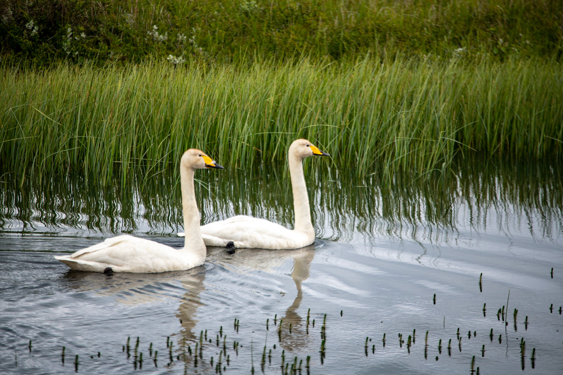 Whooper swans