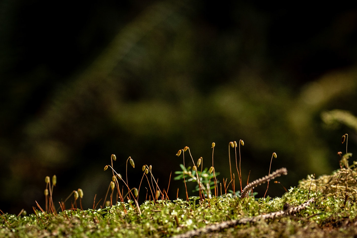 Hoh rainforest