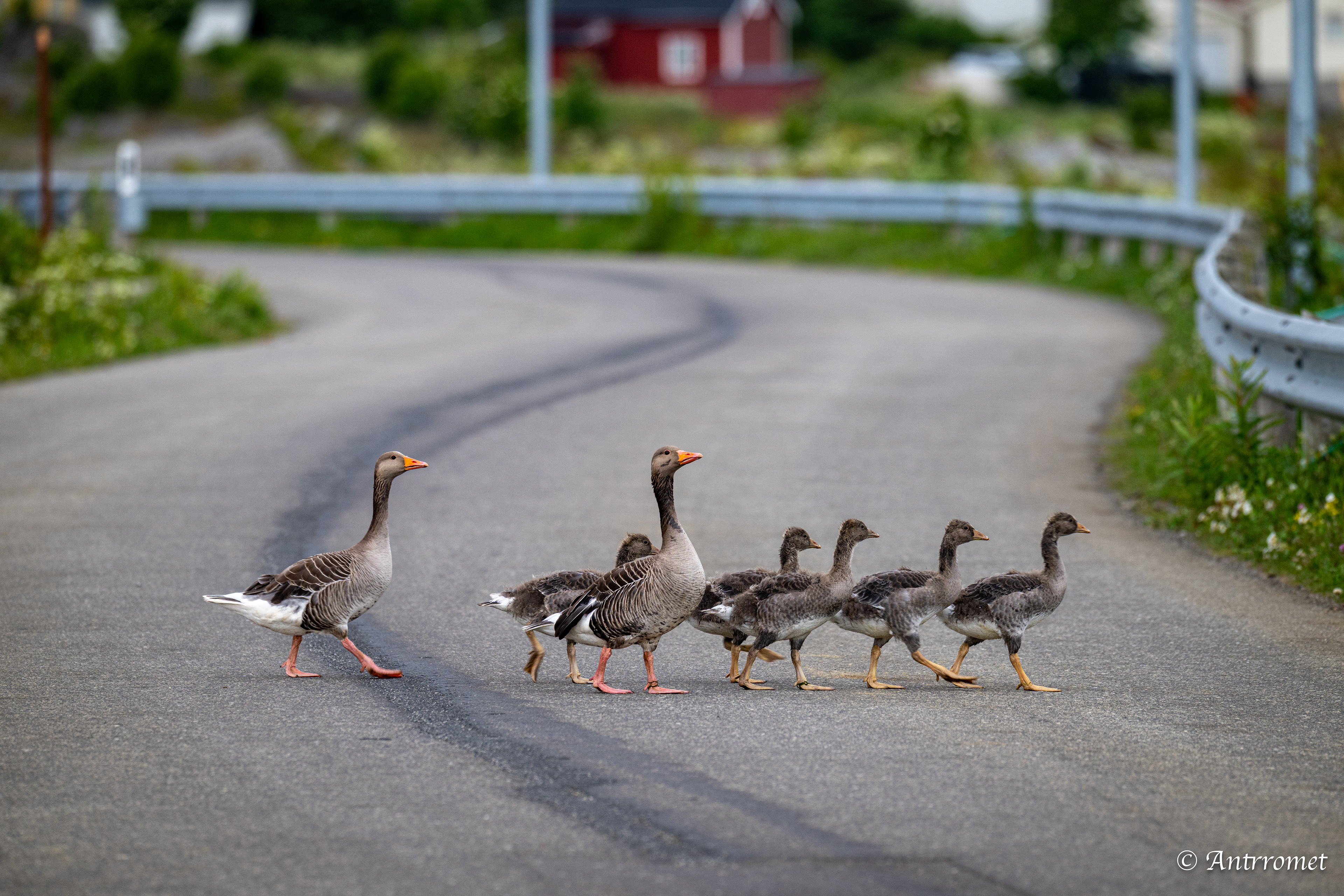 Greylag Geese near Værøy
