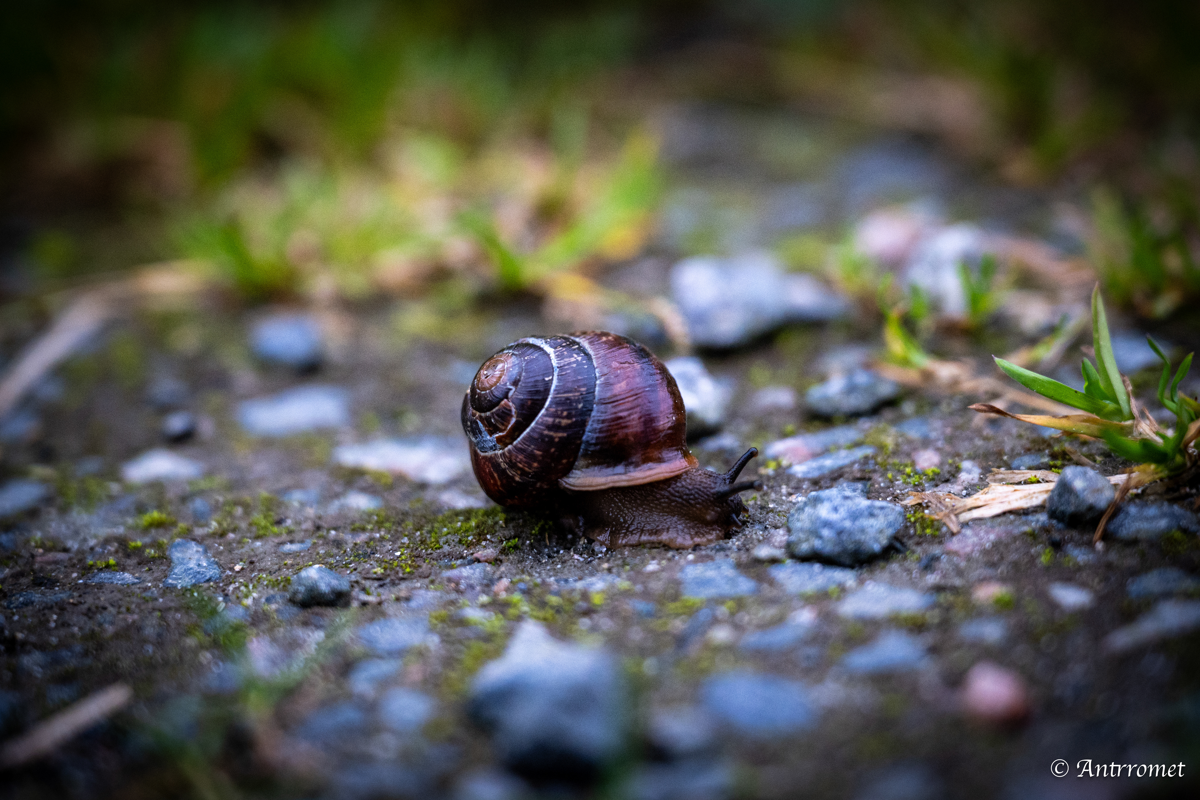Snail near Farstadsanden