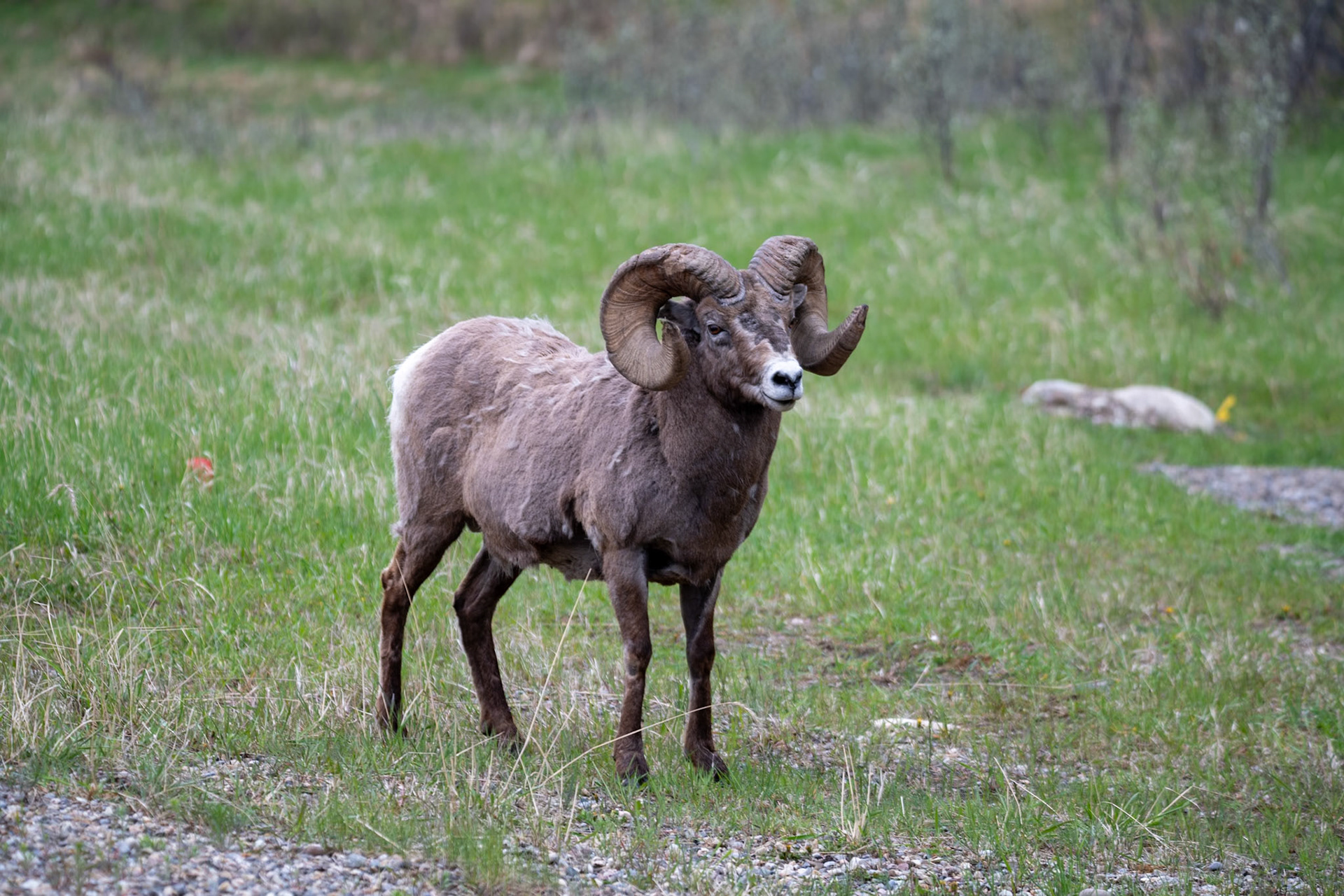 Bighorn sheep at Yellowhead Highway