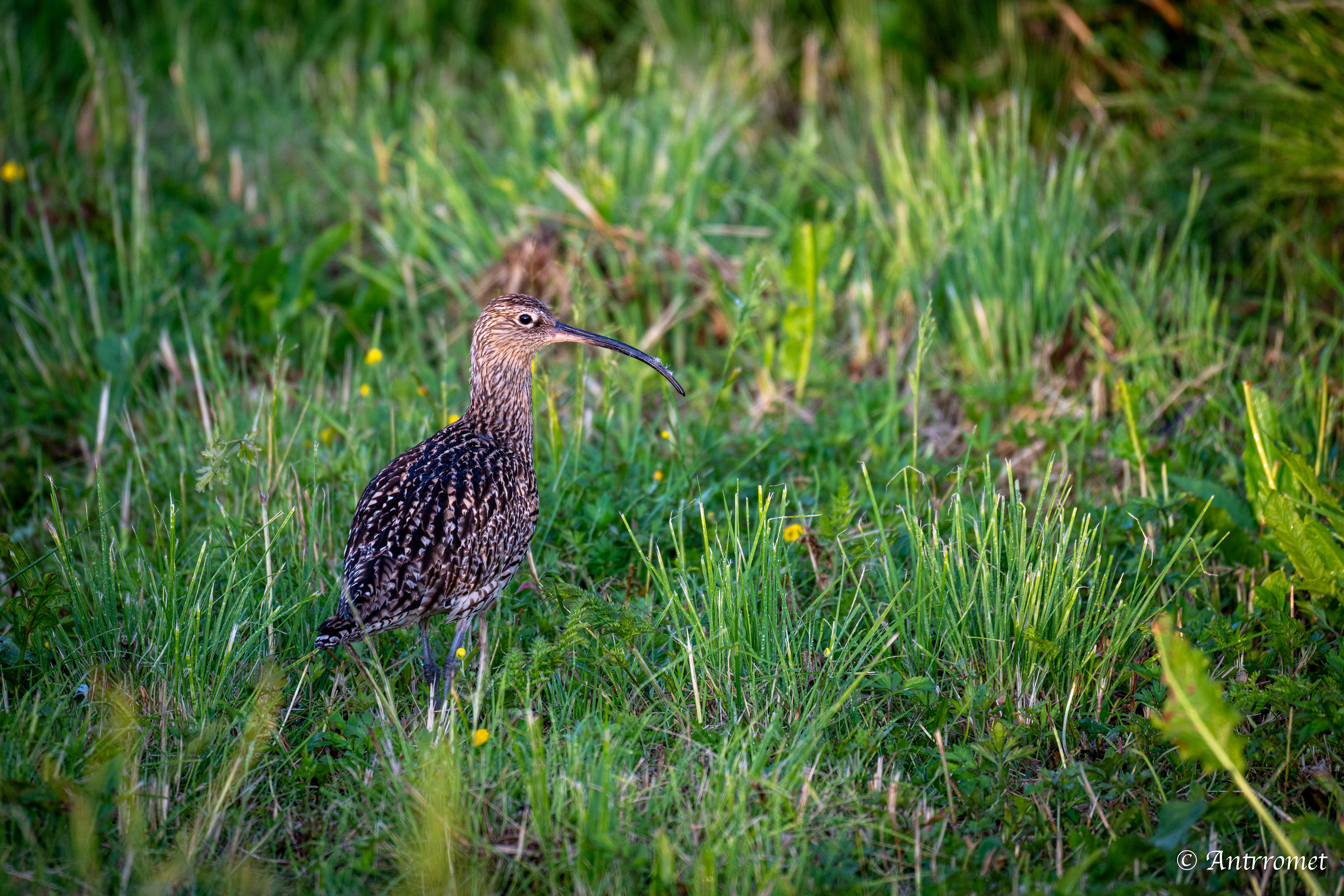 Eurasian curlew