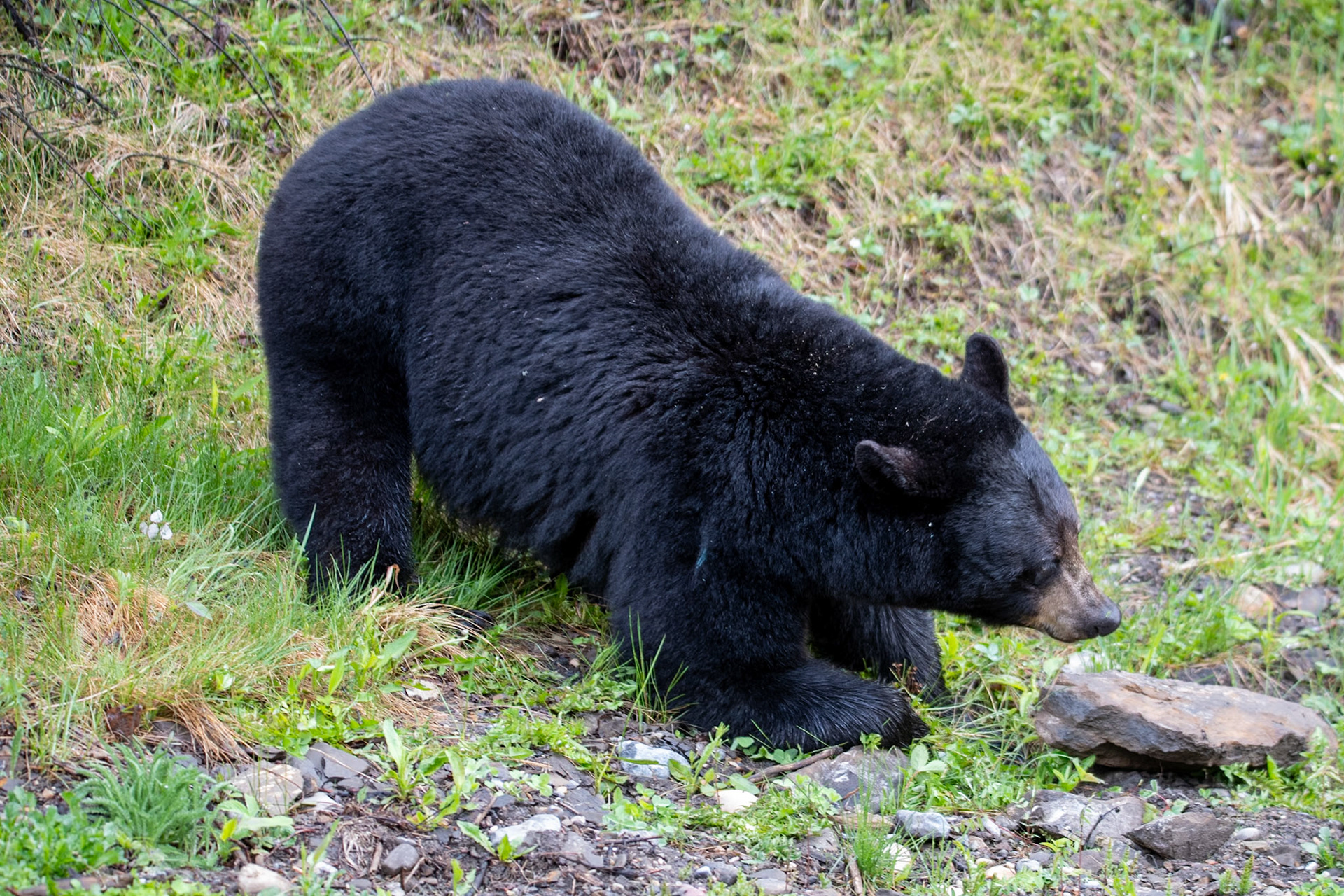 Black bear on Miette road
