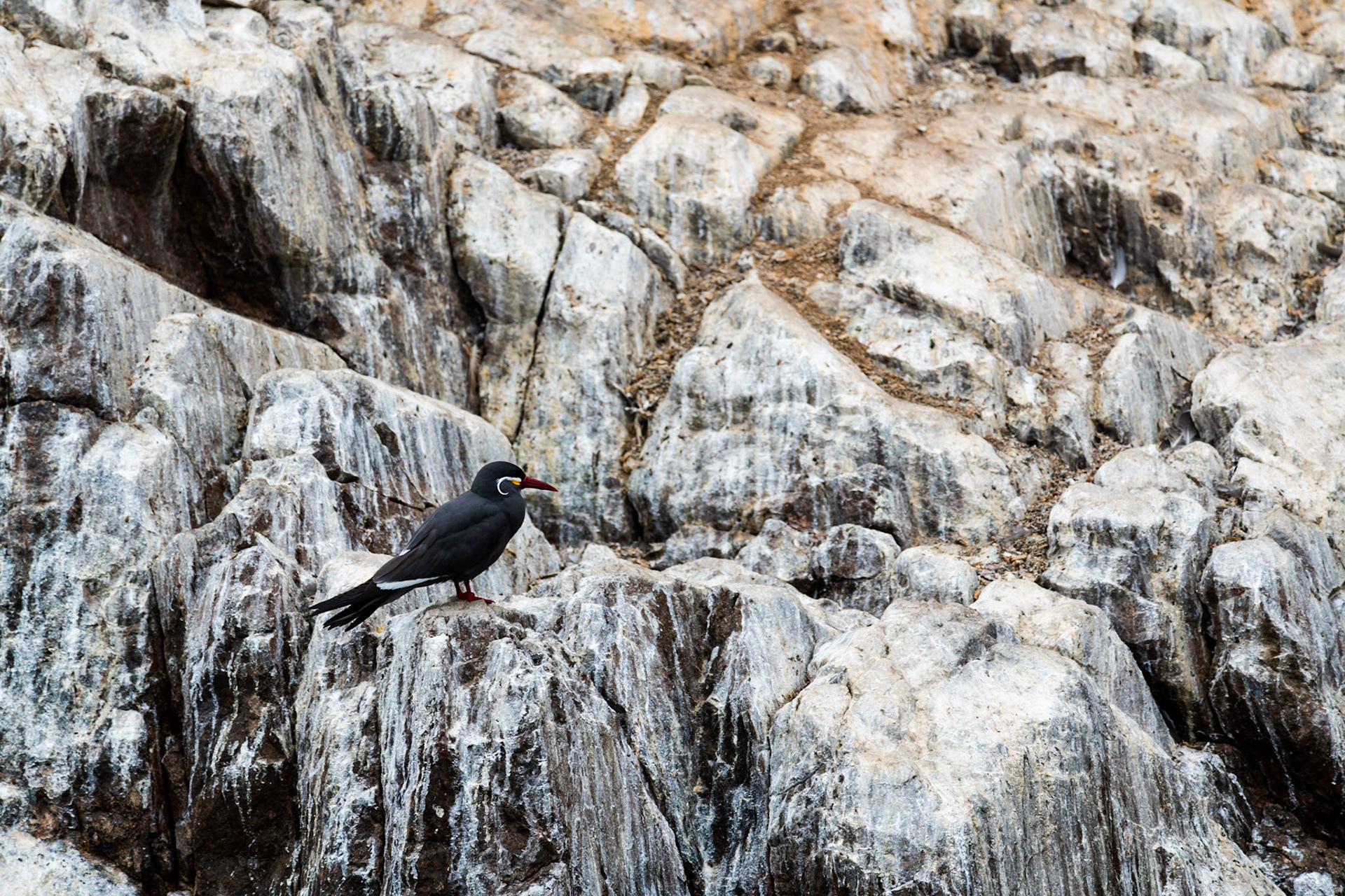 Inca tern, Ballestas Islands