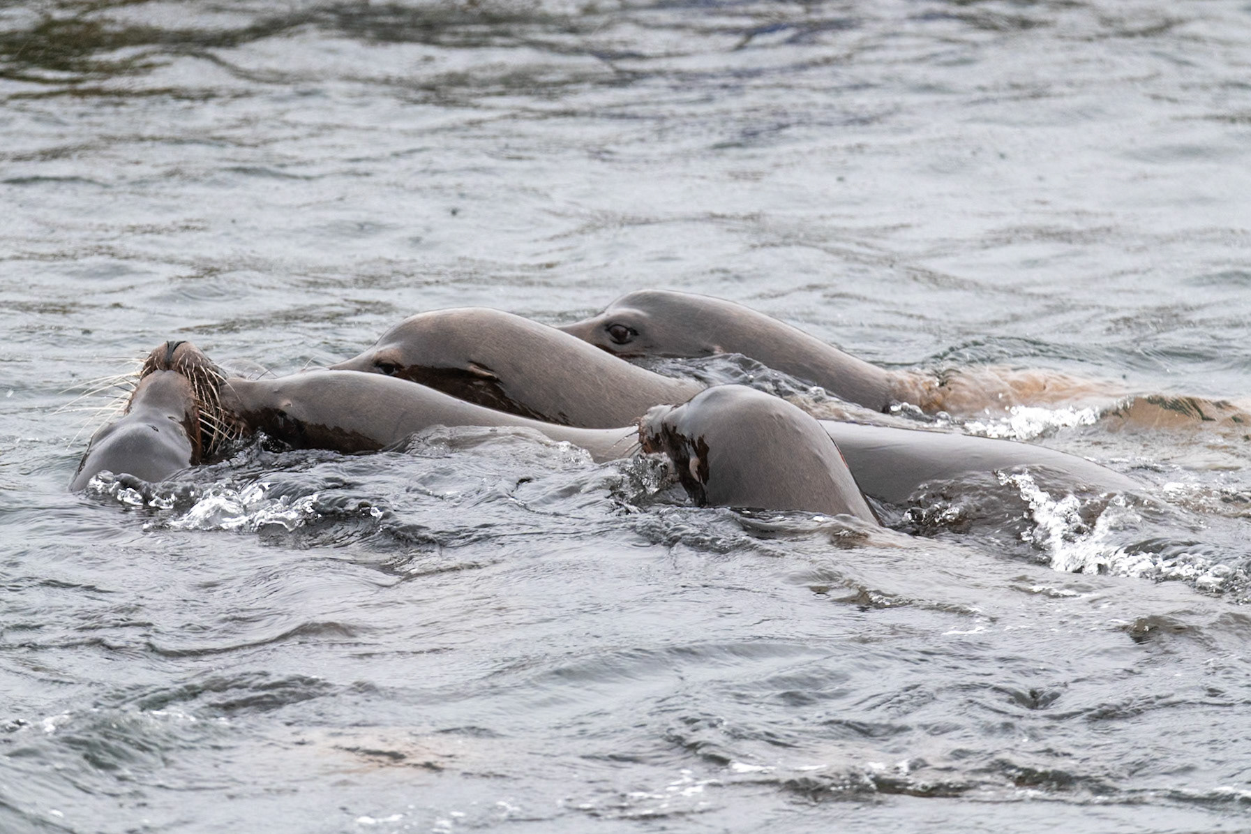 Seals at Ucluelet