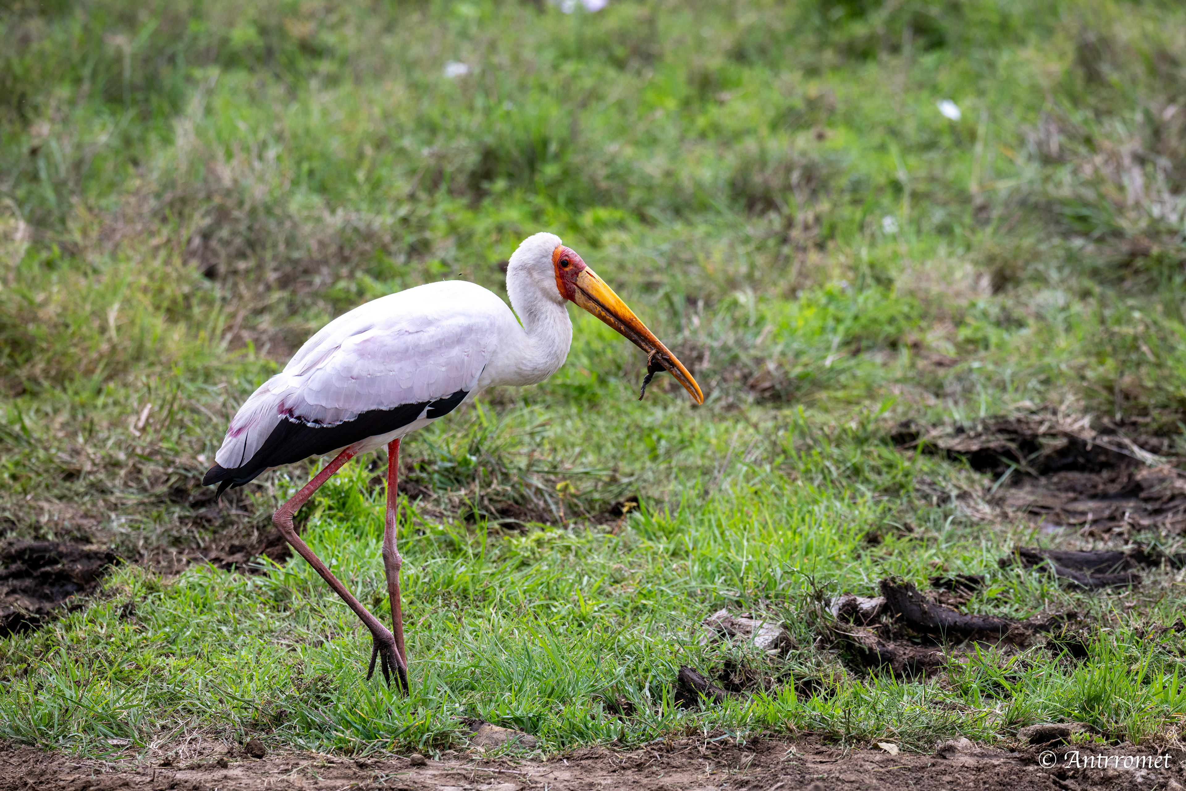 Yellow-billed Stork