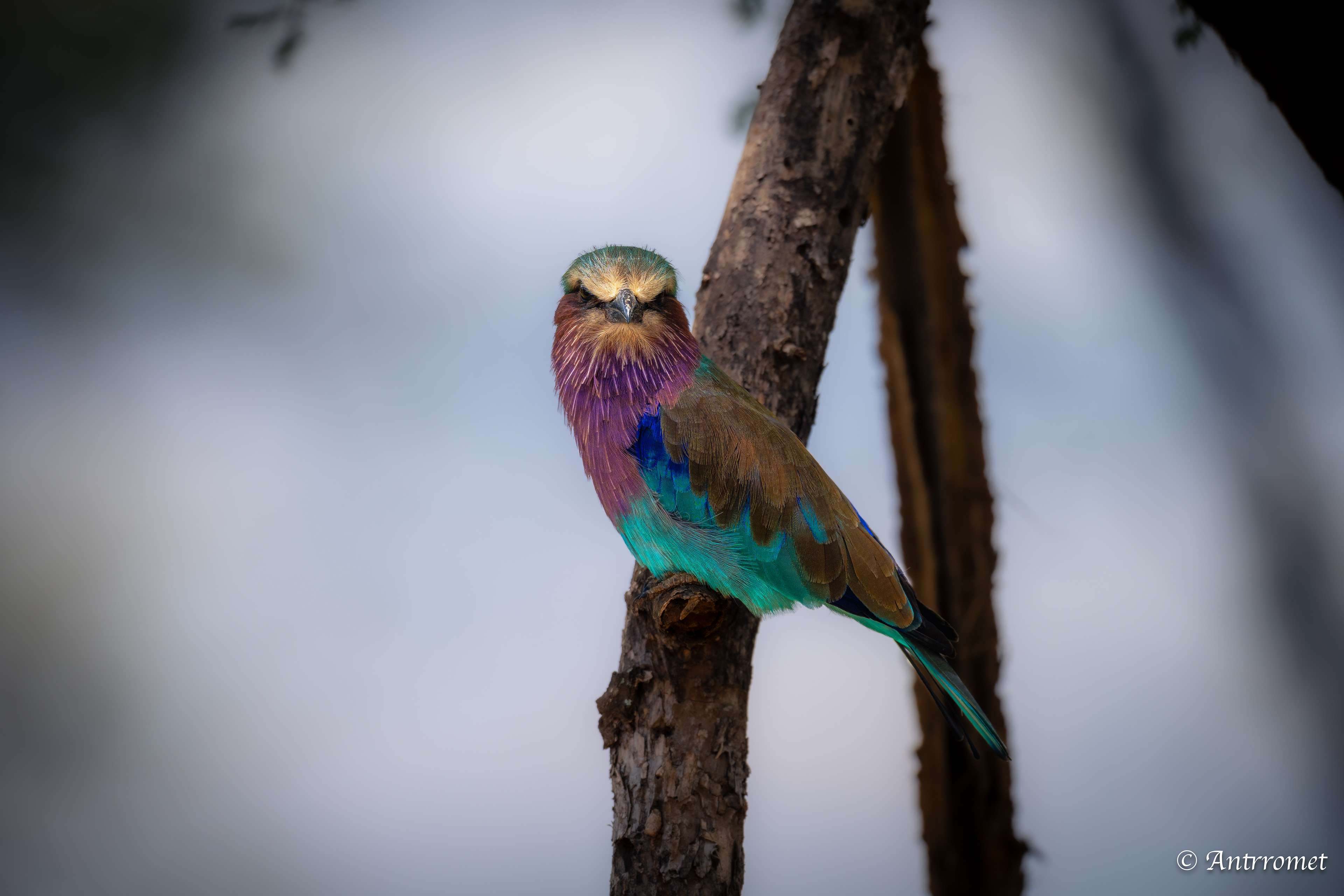 Lilac-breasted Roller