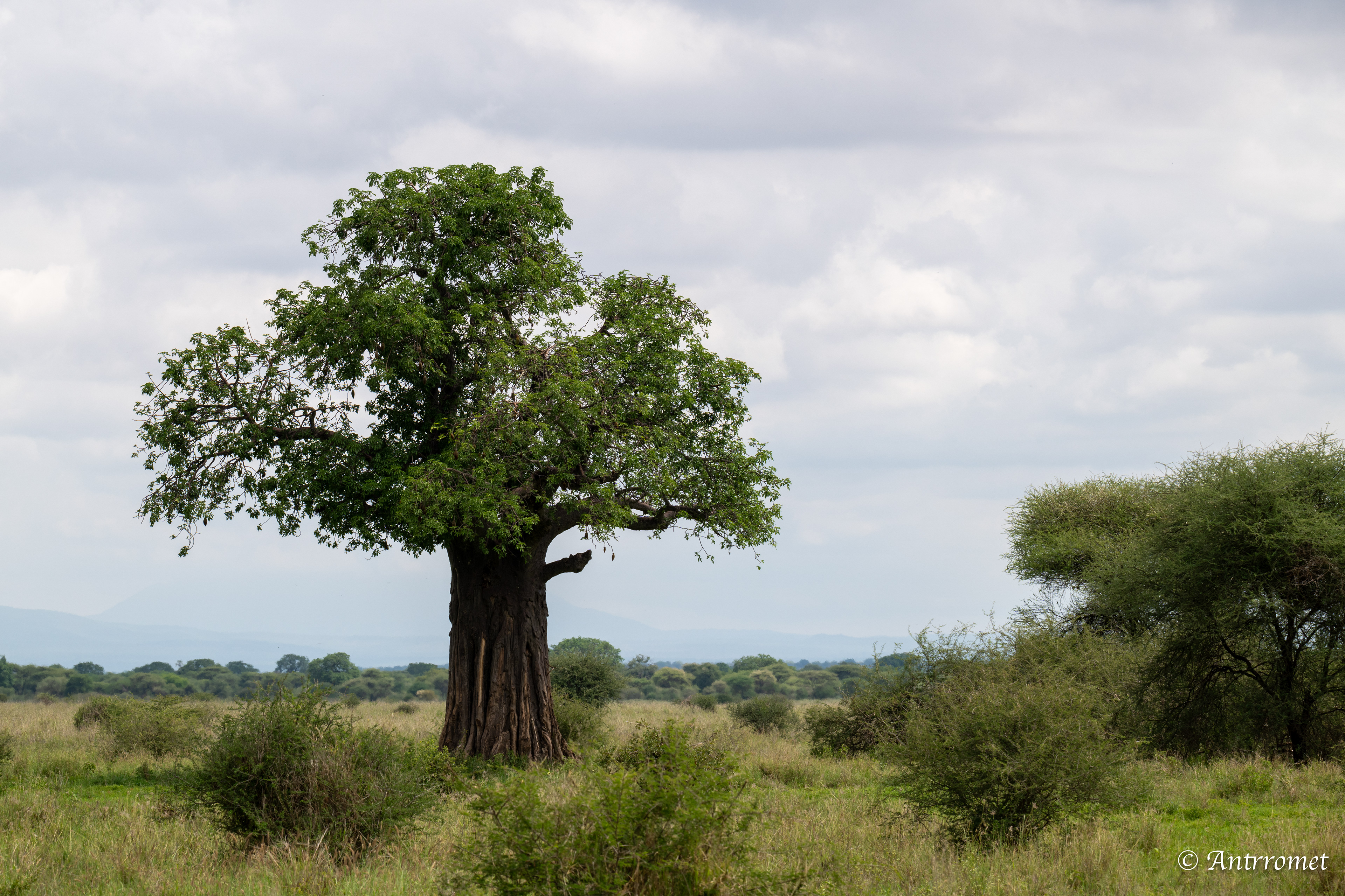 Baobab Tree