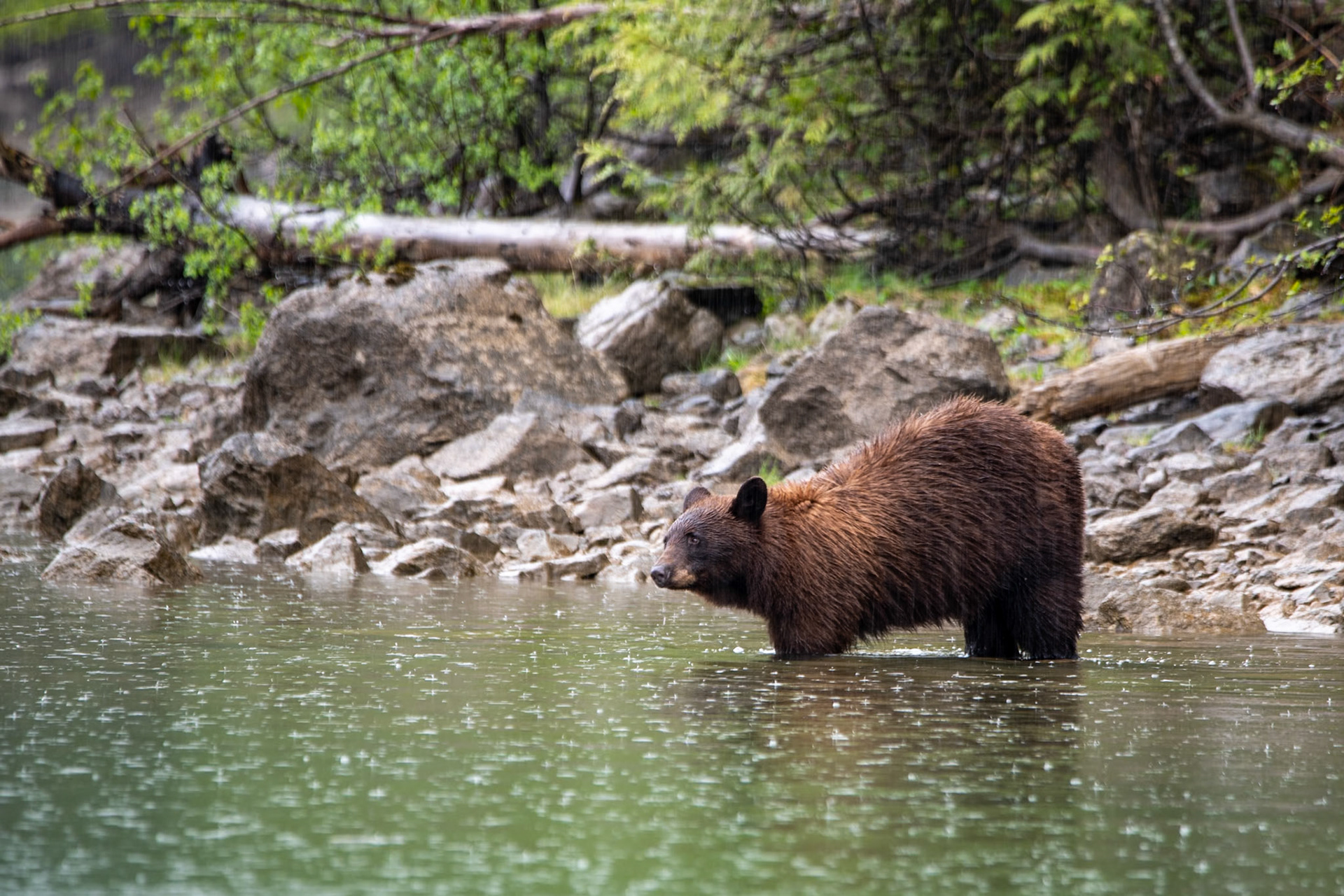 Black bear near Mud Lake