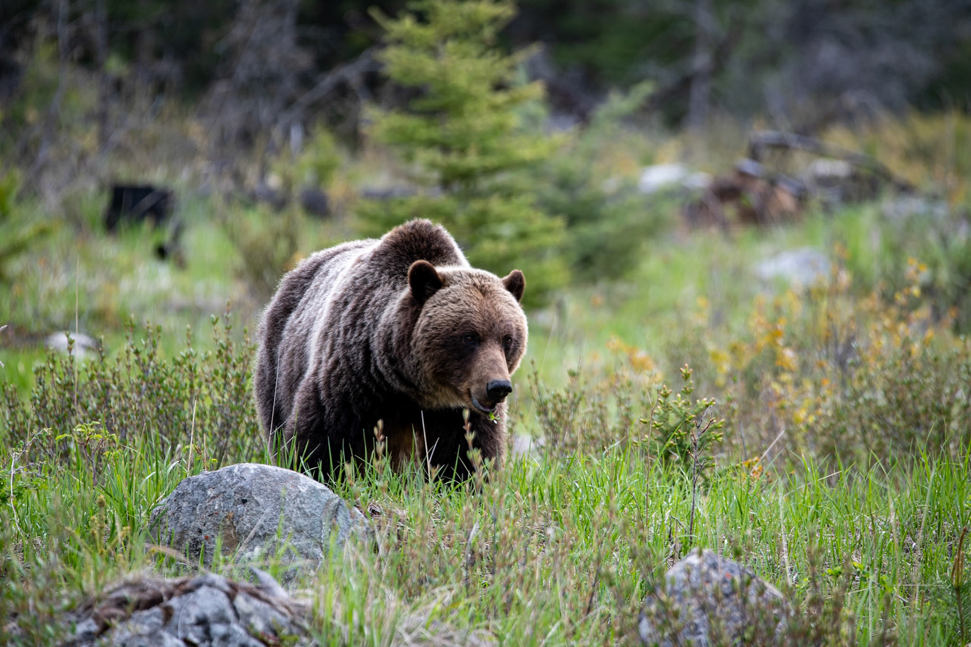 Grizzly bear