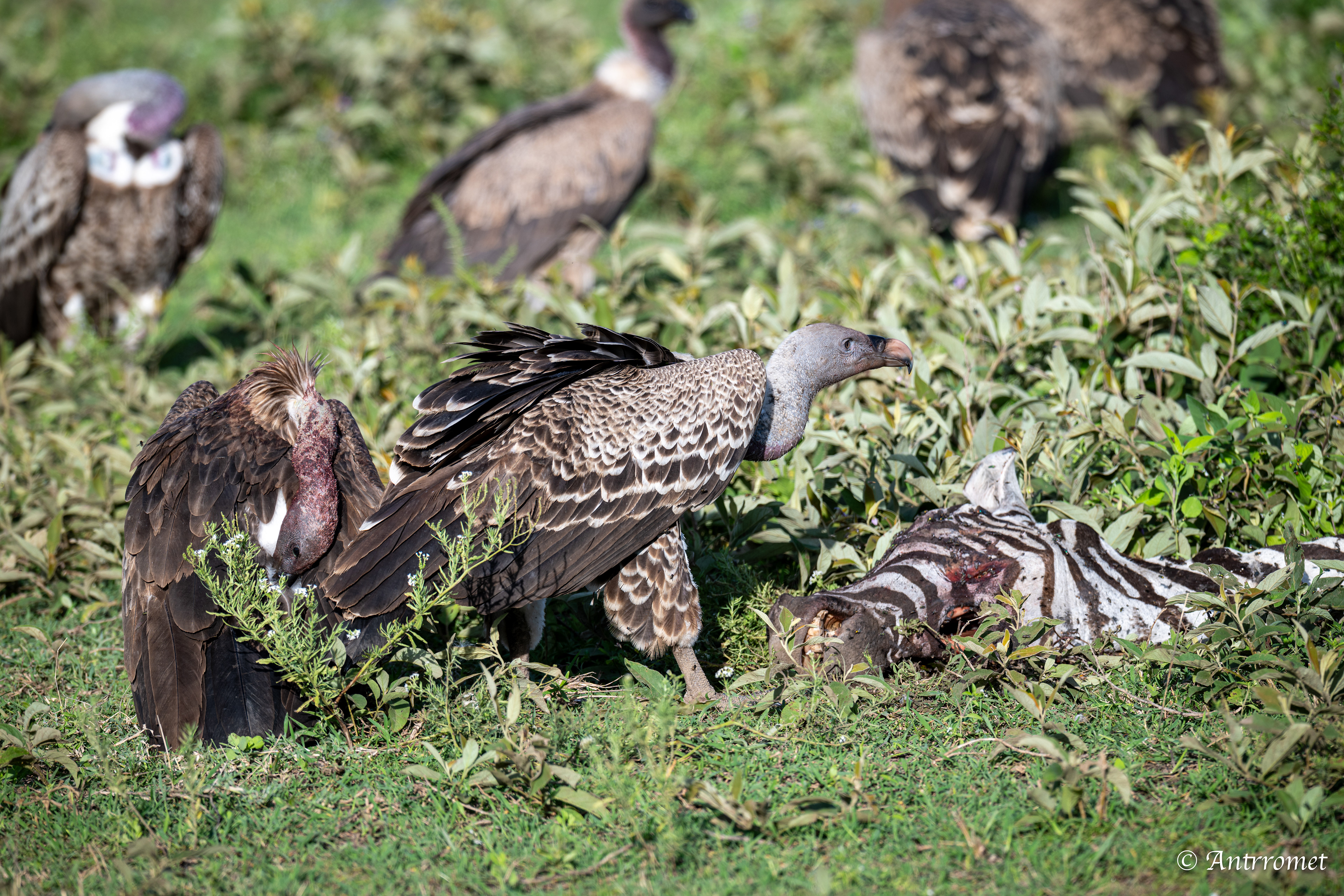 Rüppell's Vultures feasting on a zebra