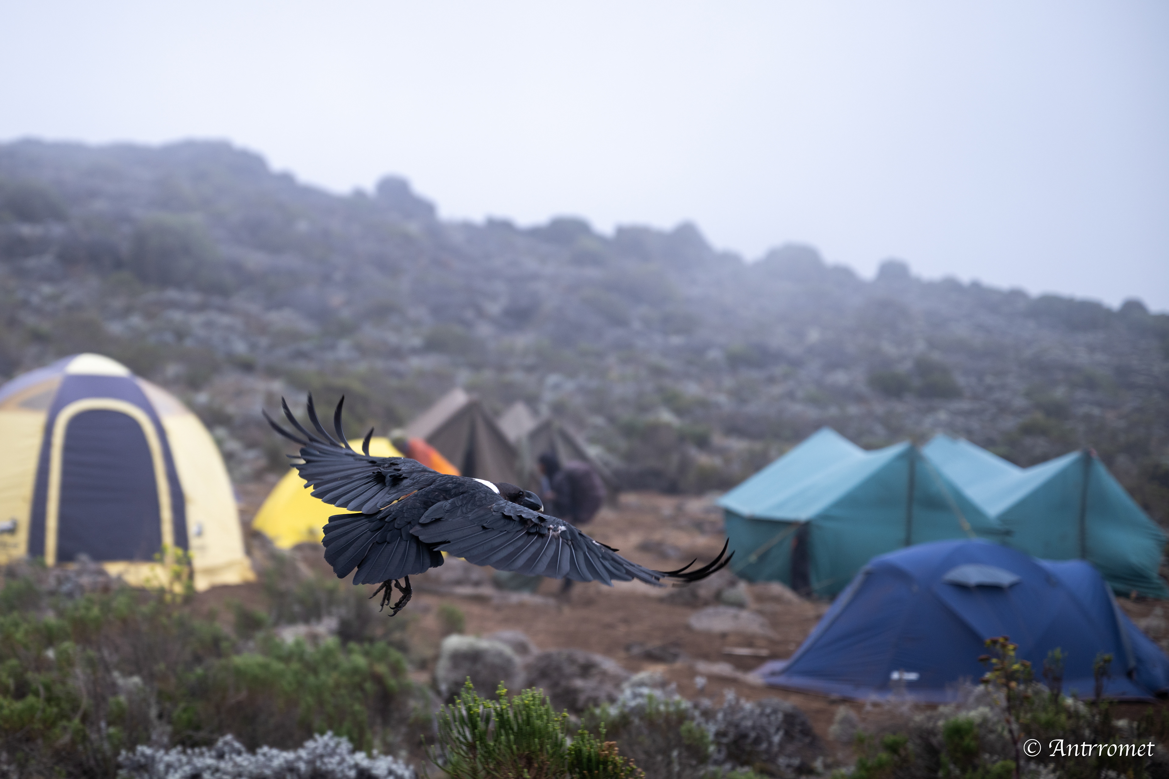 Day 1: Shira camp one