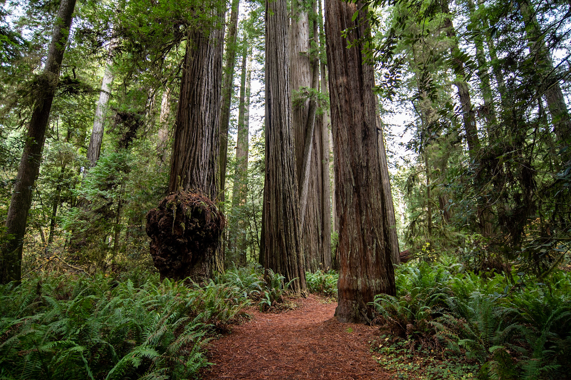 Simpson-Reed Grove Trail