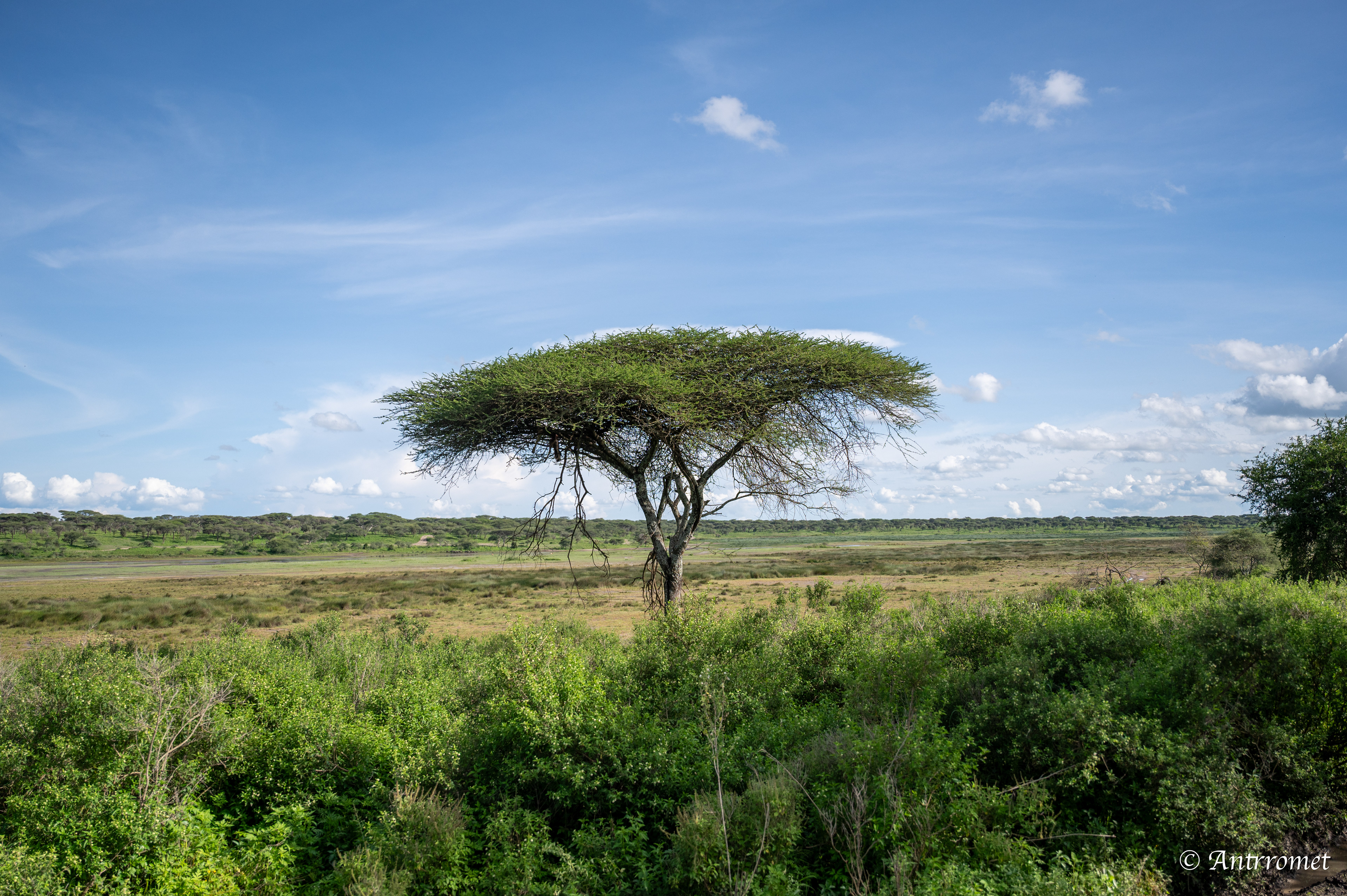 Acacia tree