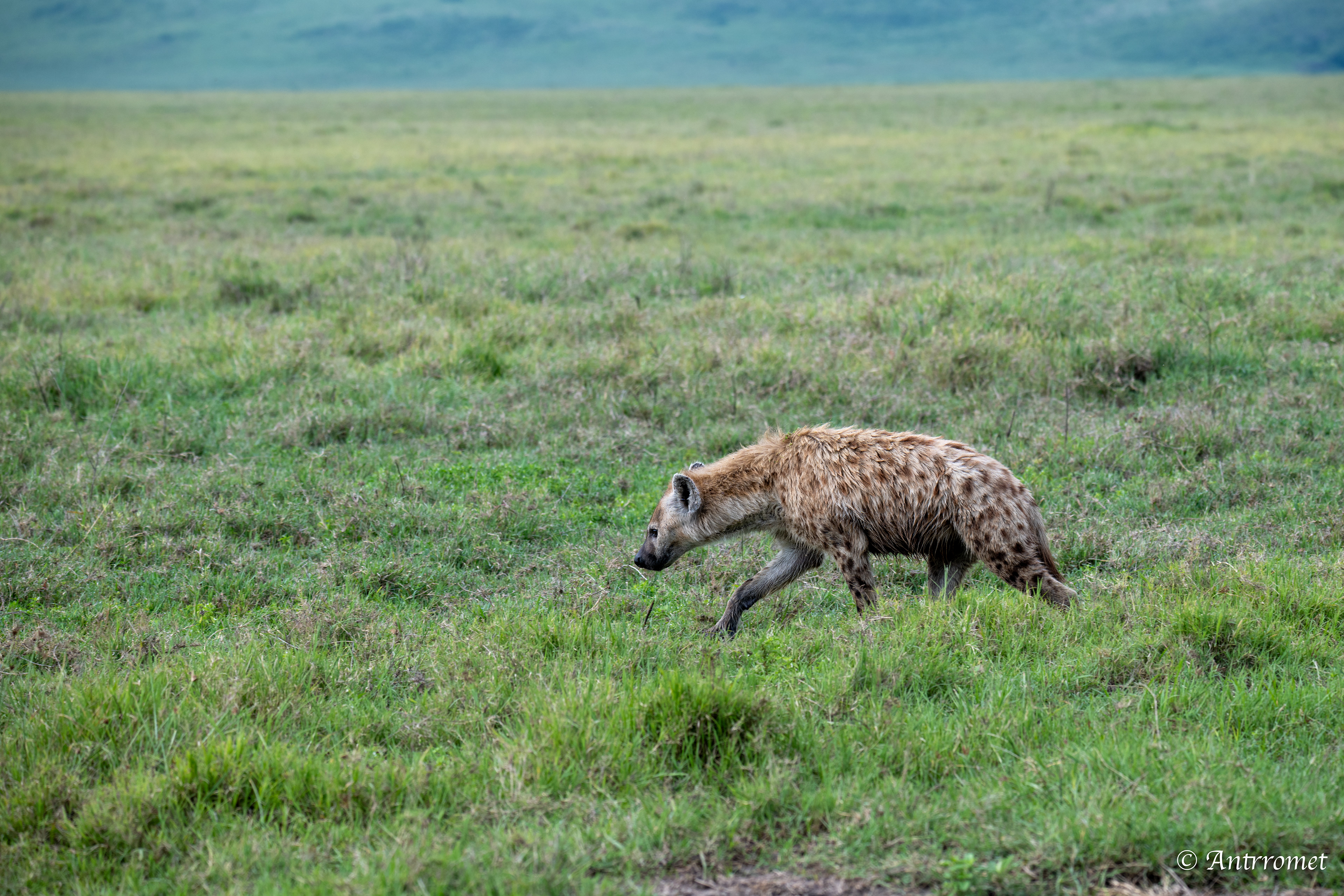 Spotted Hyena