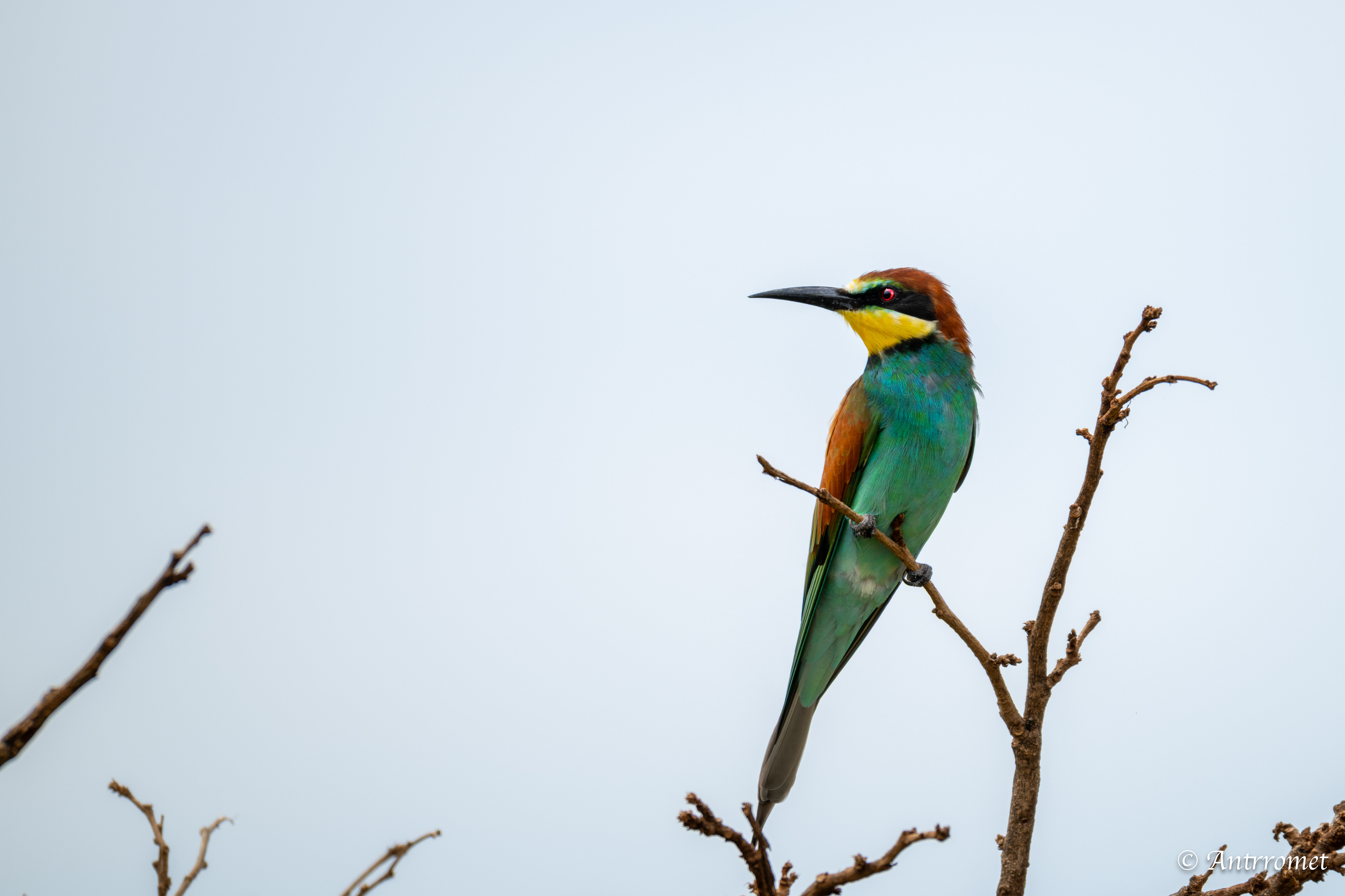 European Bee-eater