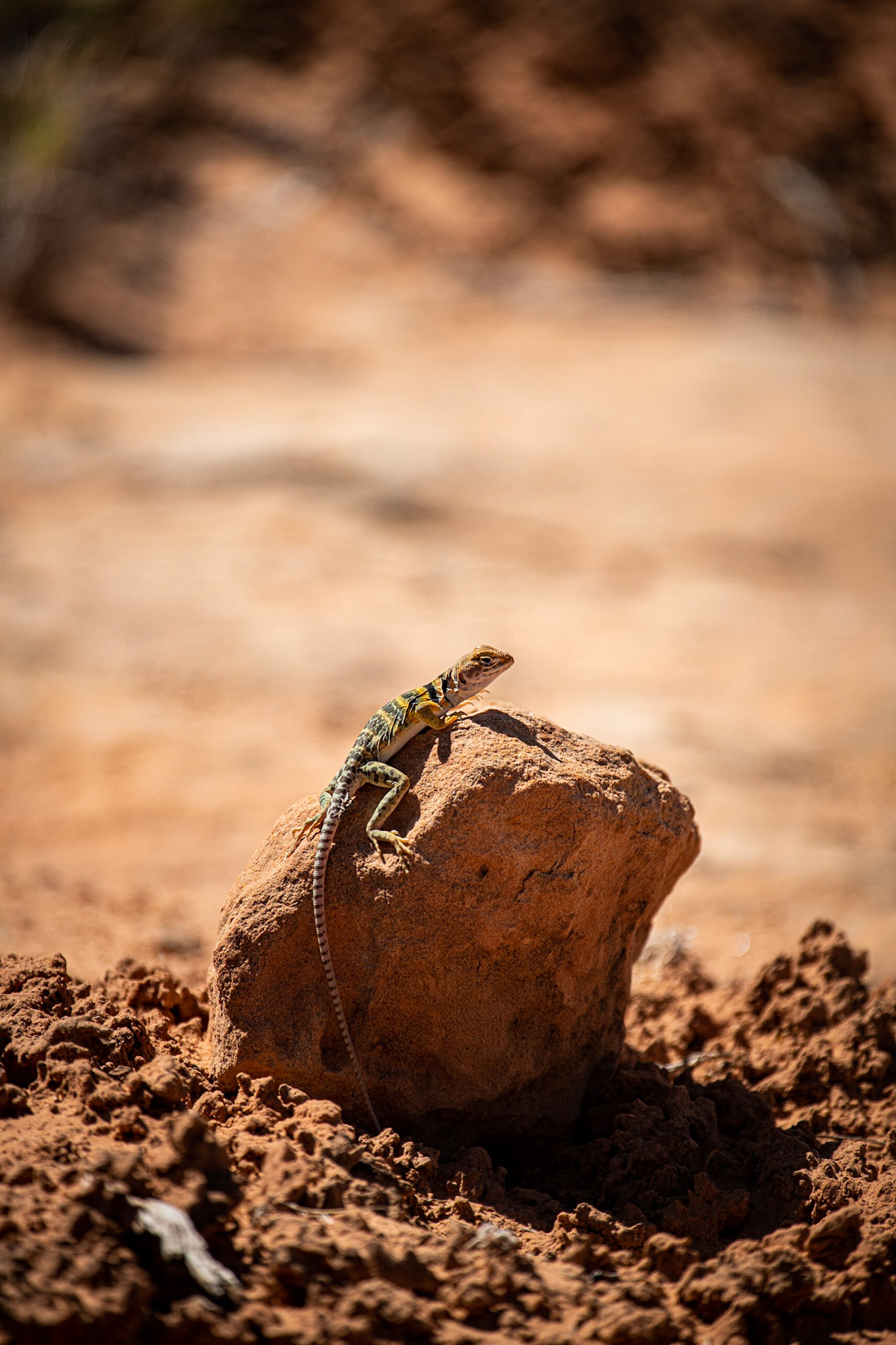 Collared lizard, on the way back from Owachomo bridge