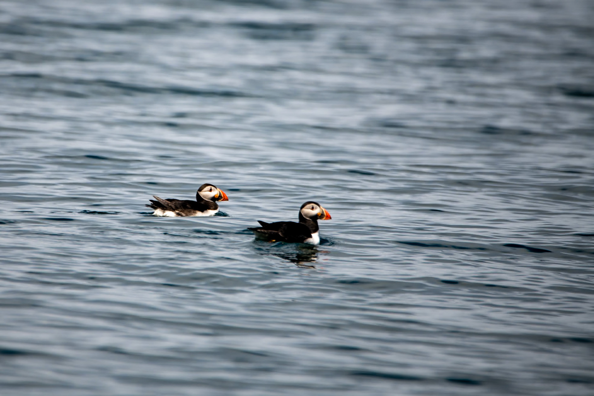 Puffins, Isle of Canna