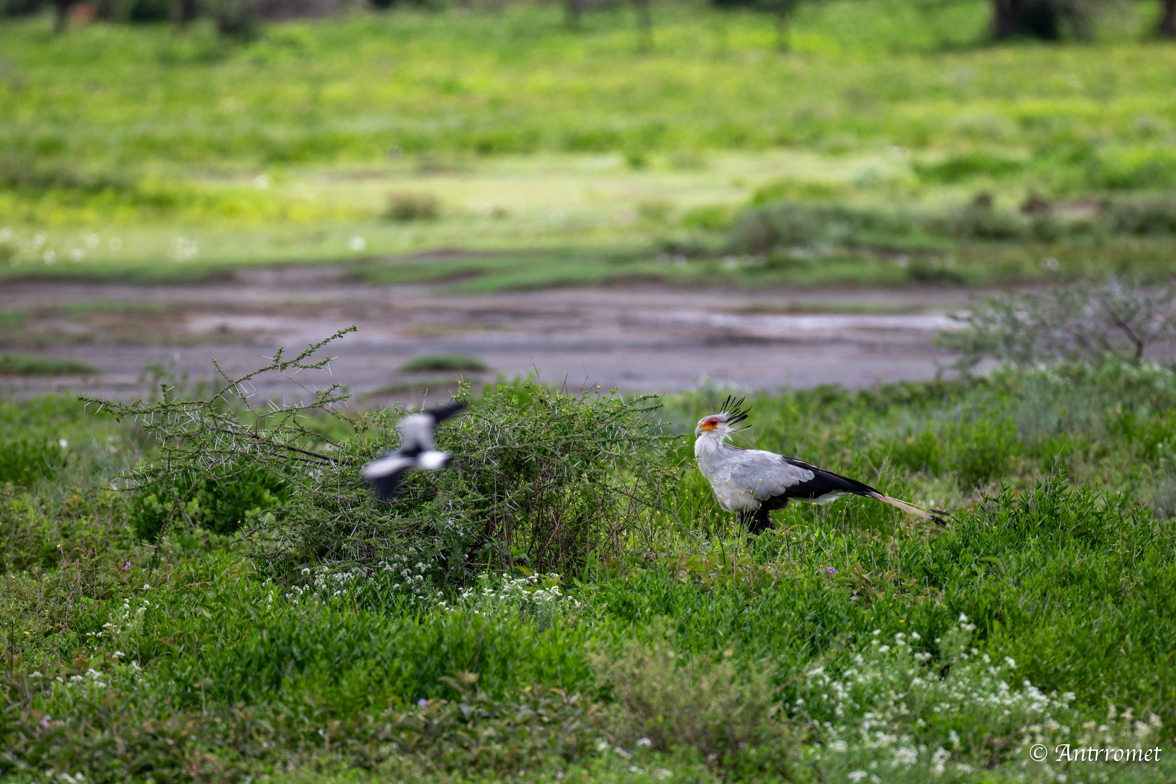 Secretary Bird