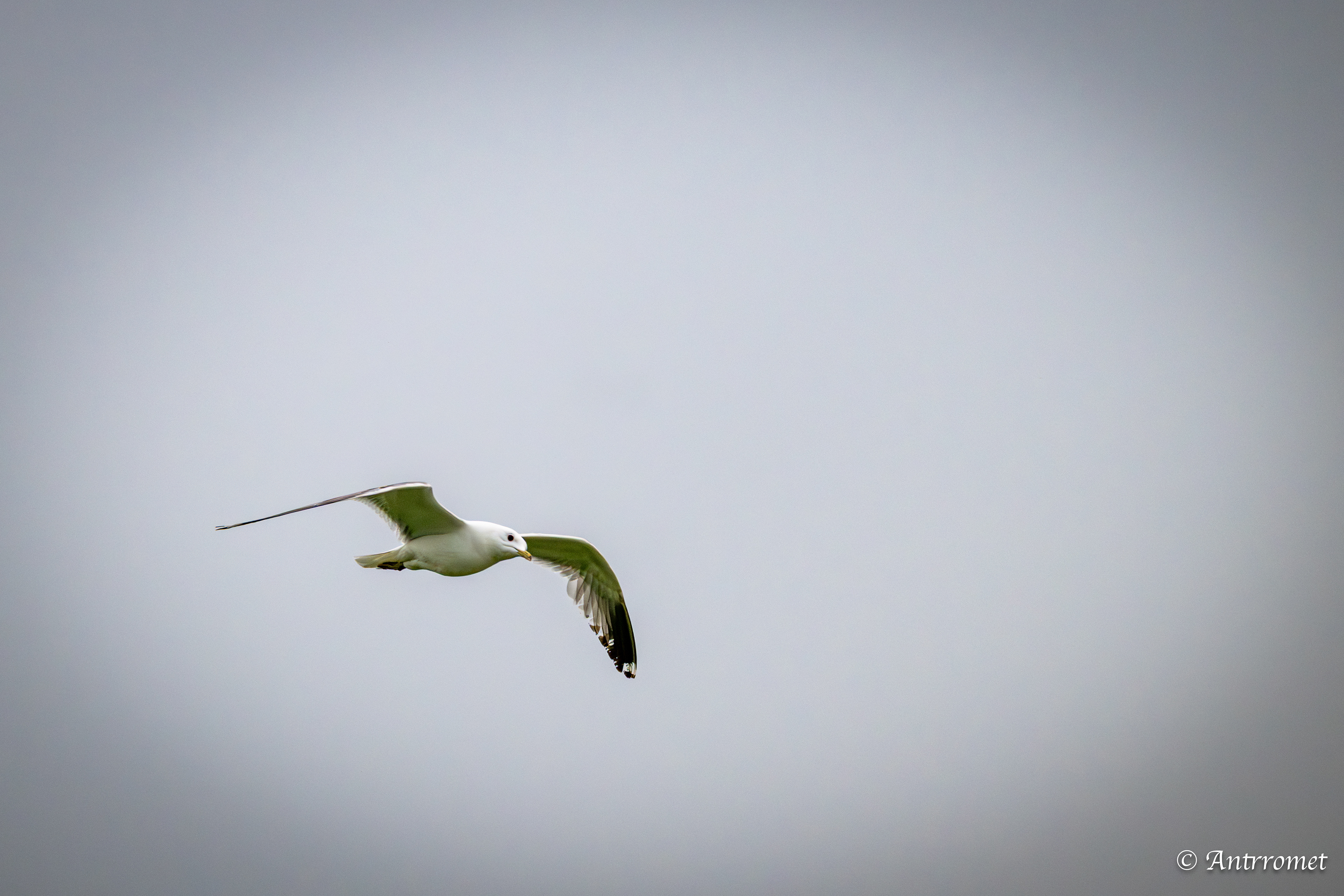 Gull at Farstastandan