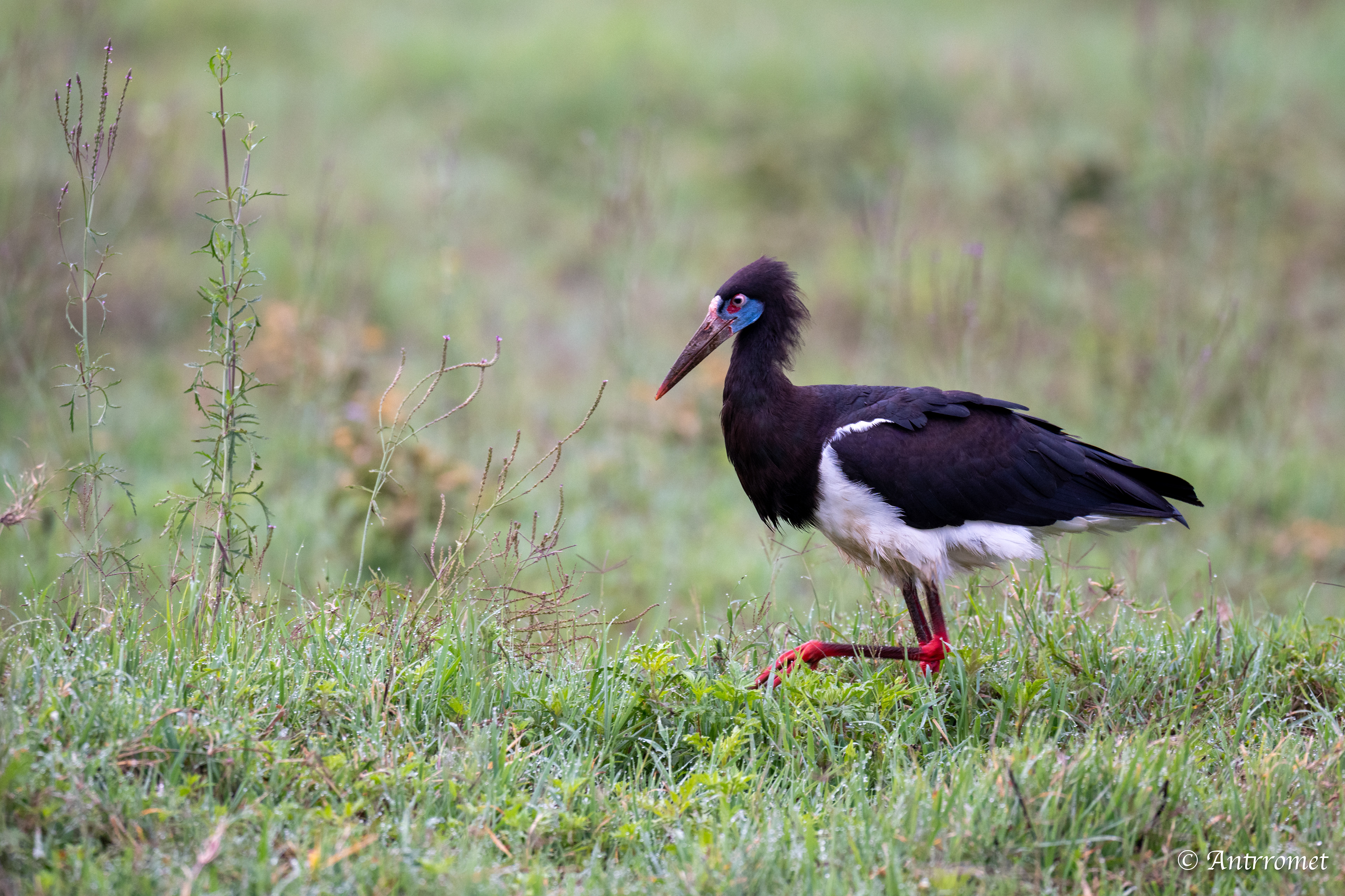 Abdim's Stork (also known as the White-bellied Stork)