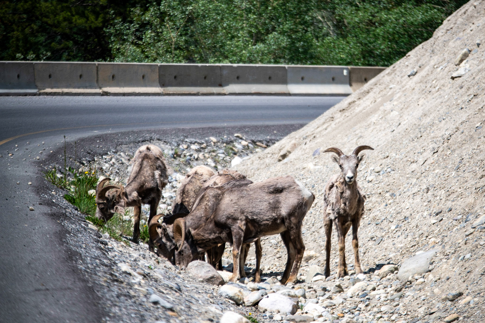 Bighorn sheeps