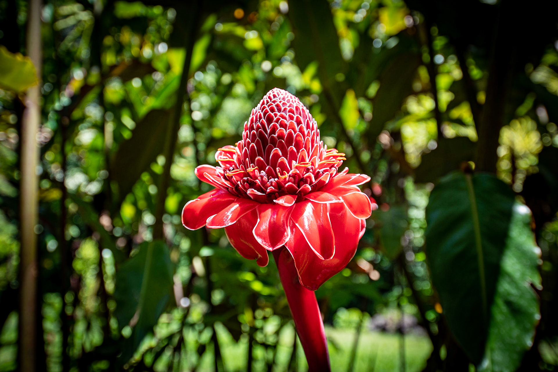 Torch ginger lily at Ke'anae Arboretum