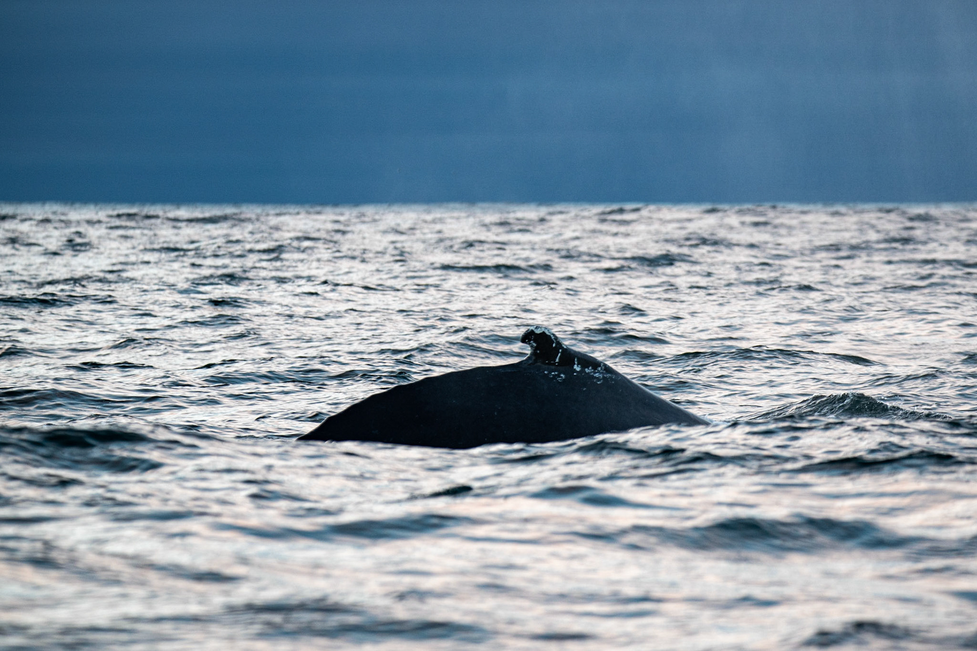 Humpback whale