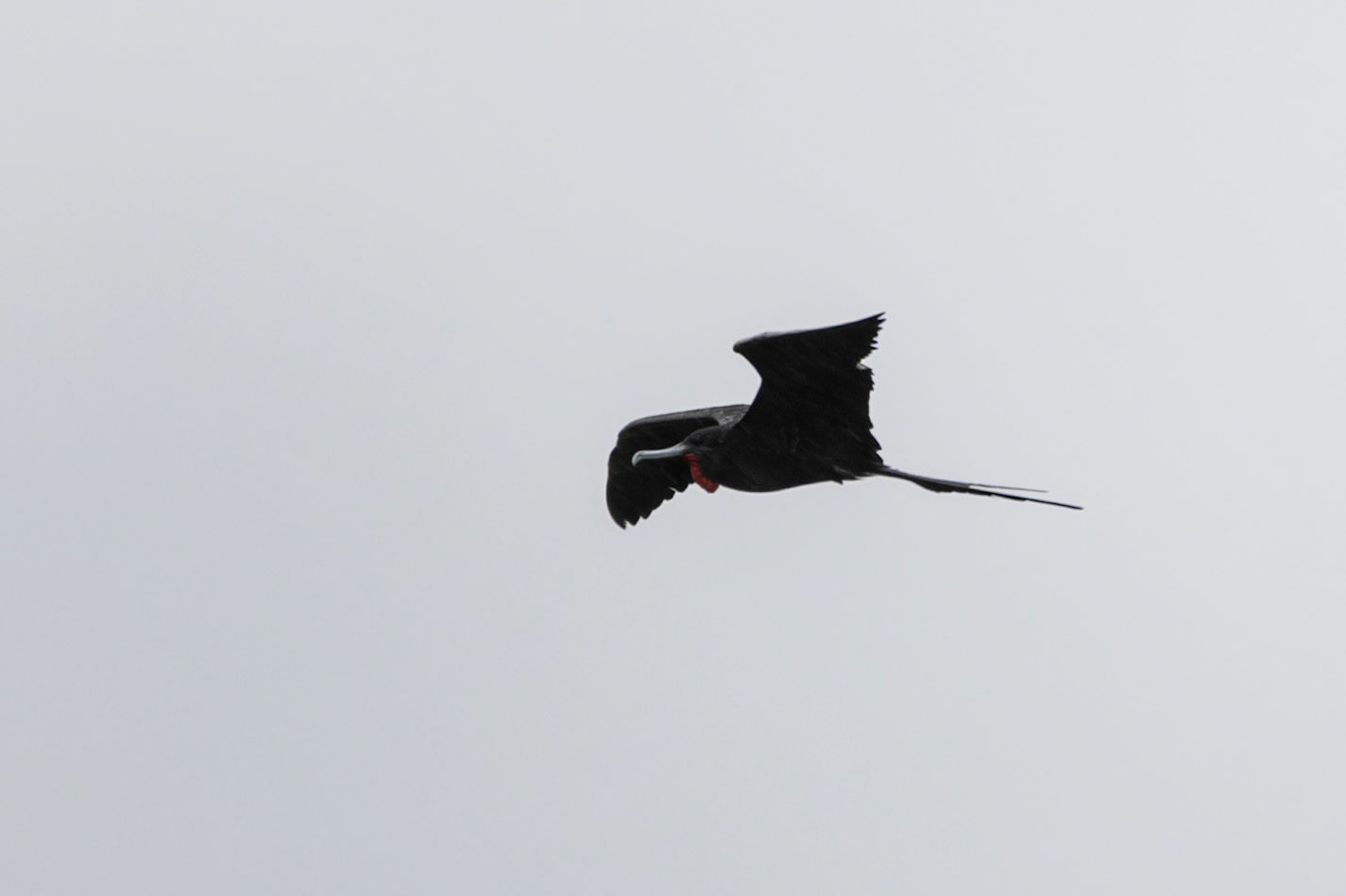 Frigatebirds at Isla Contoy
