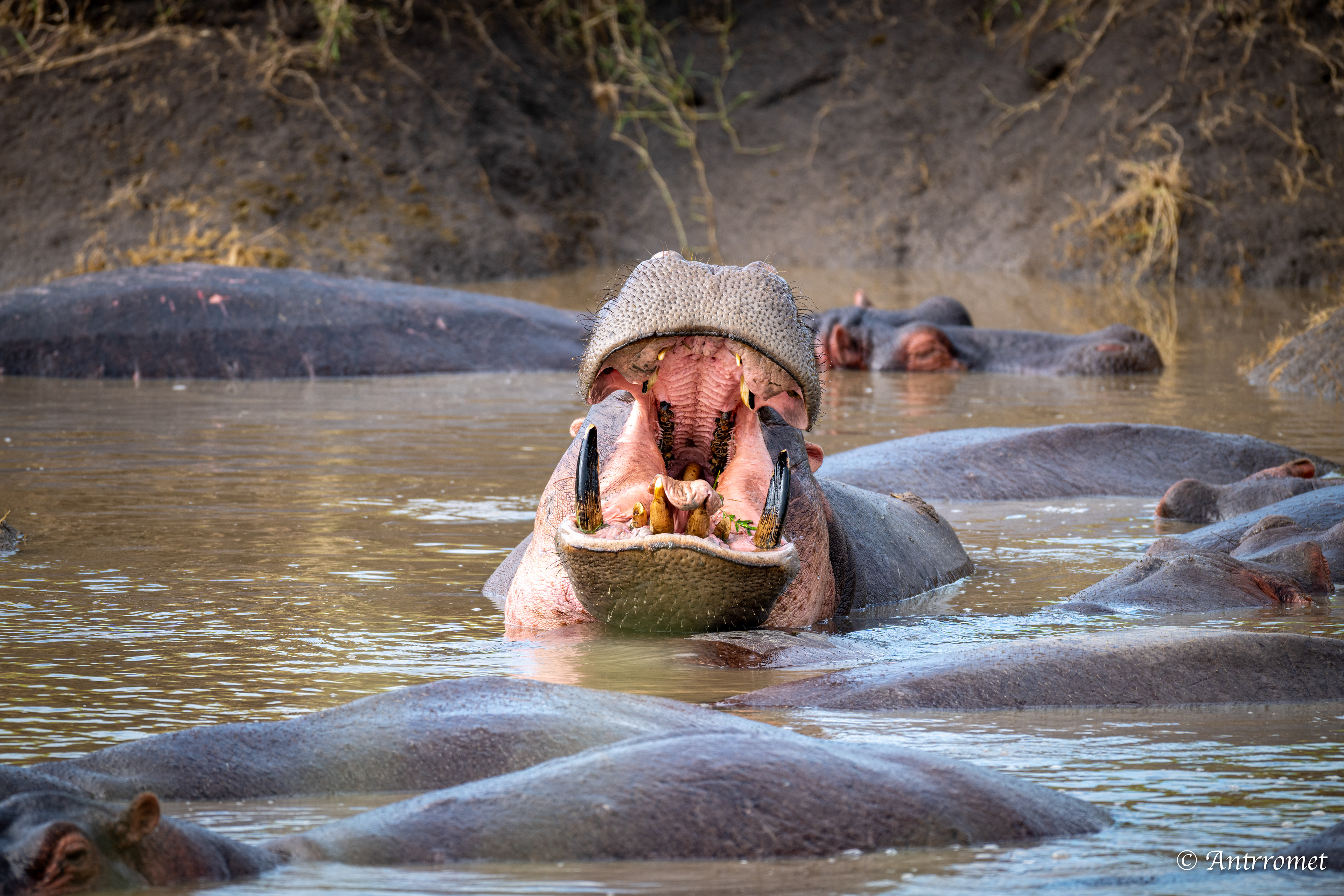 Hippopotamuses