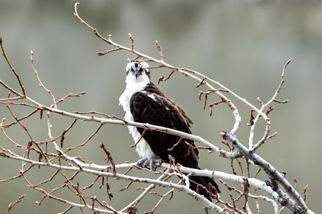Osprey at Medicine Lake Lookout