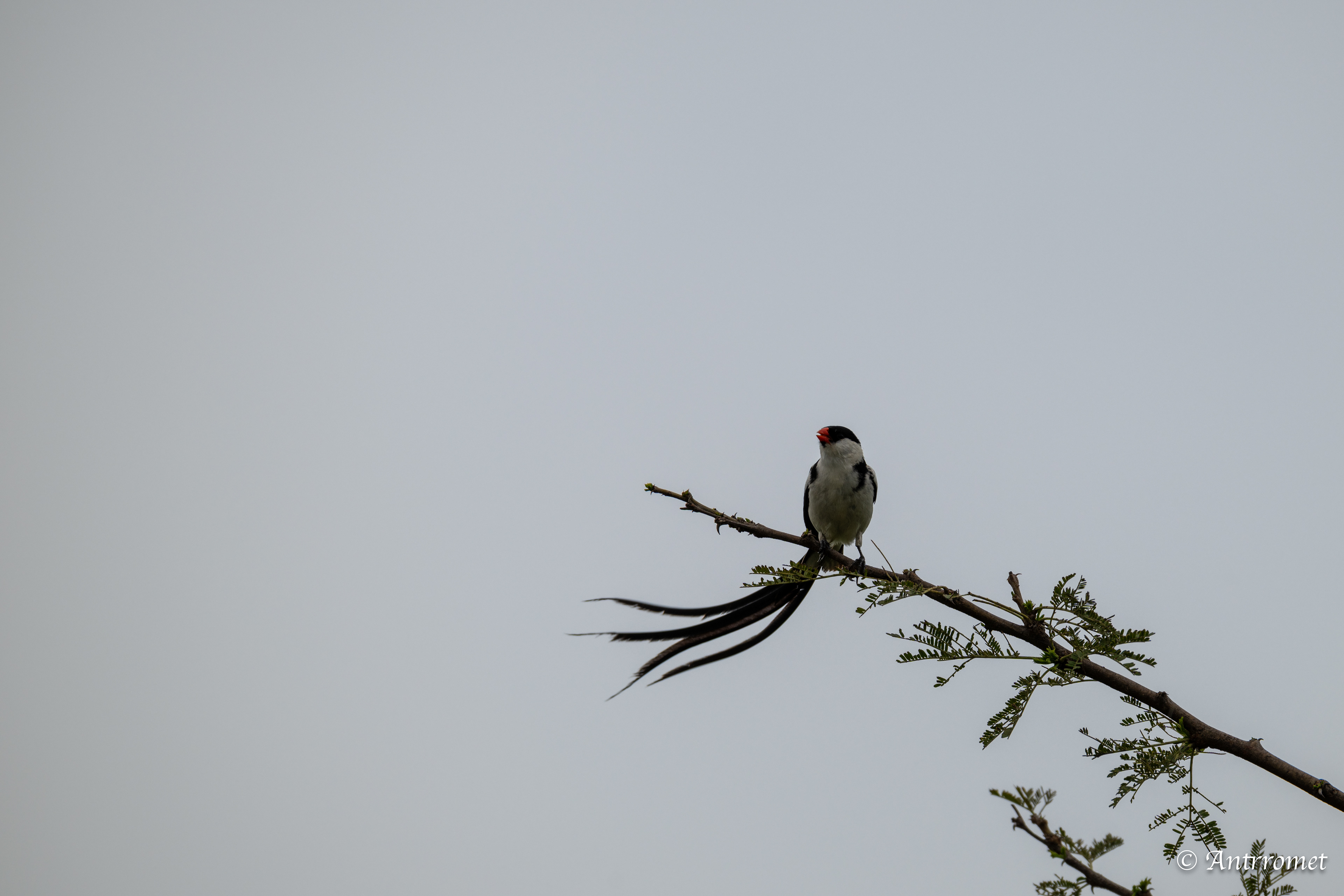 Pin-tailed Whydah