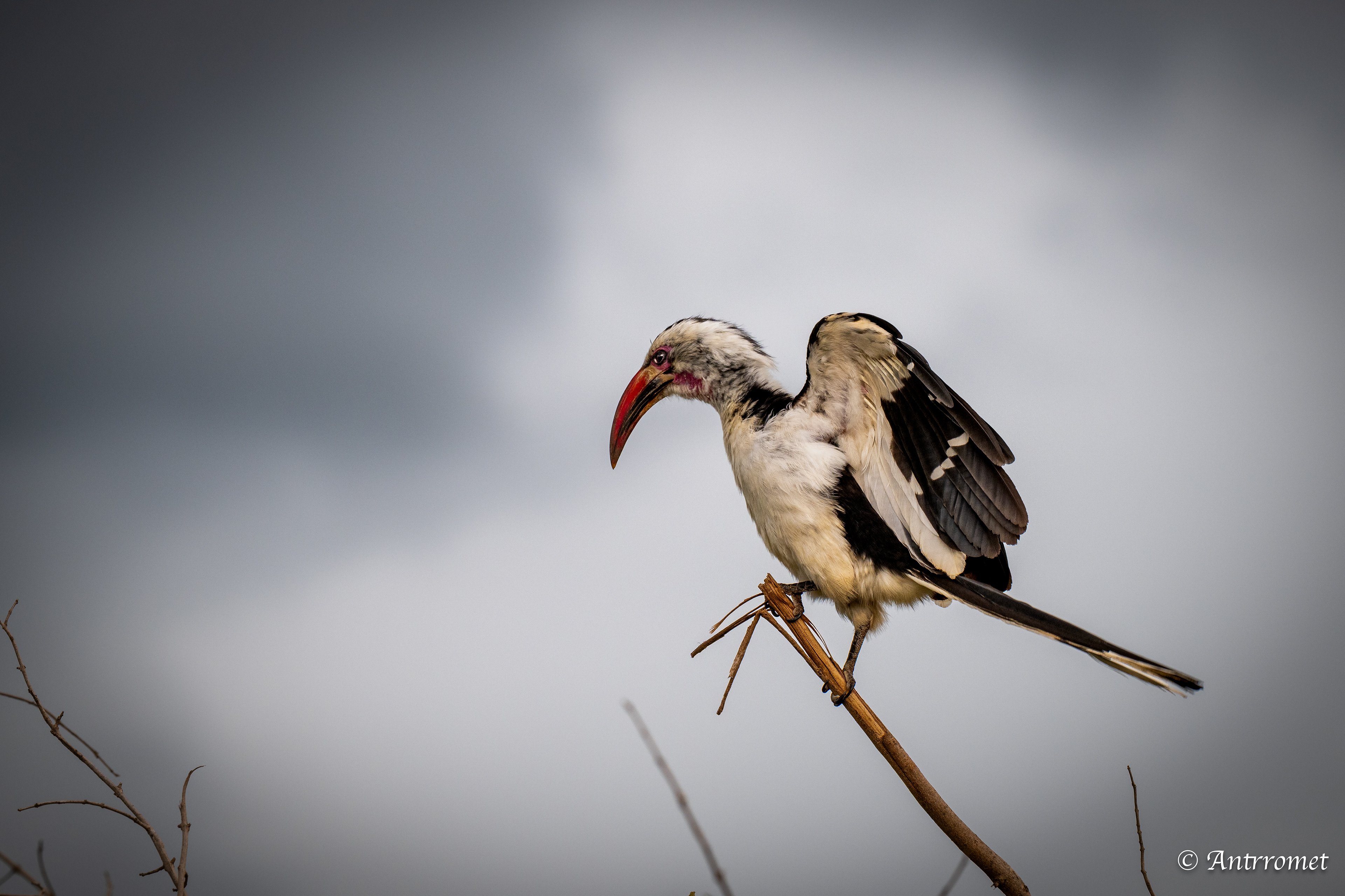 Von der Decken's Hornbill