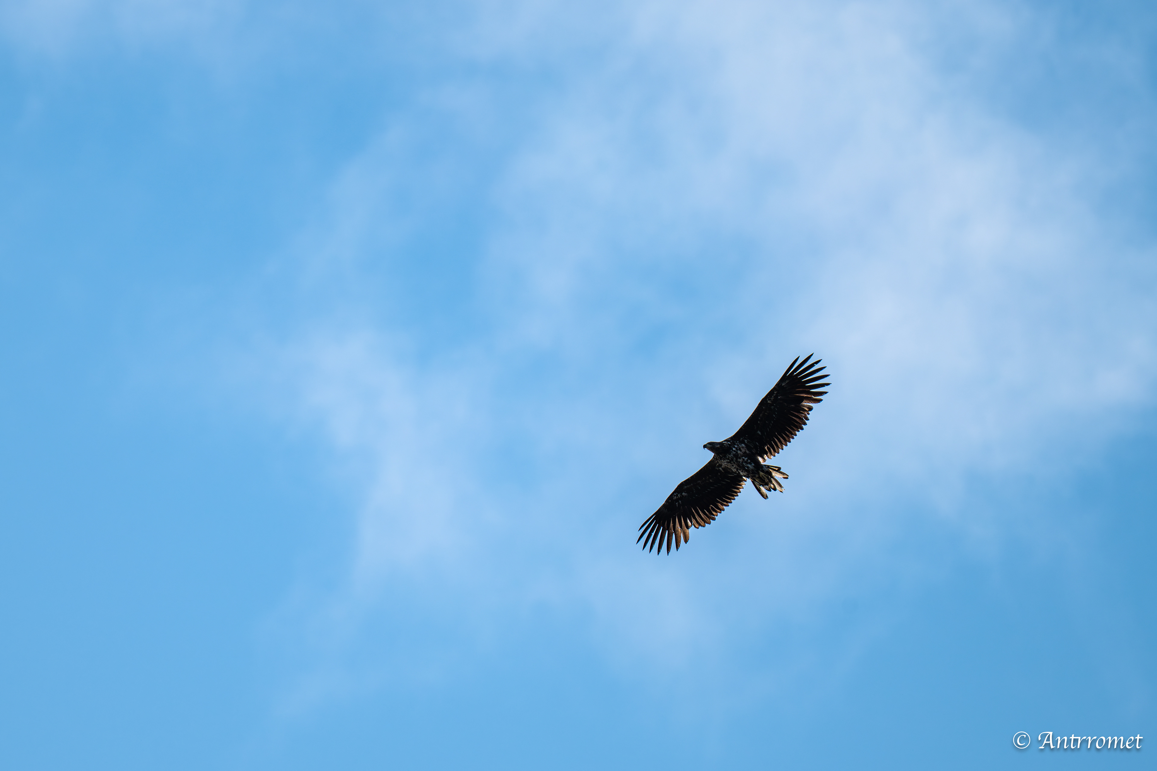 Golden eagle at Puffin Safari AS, Bleik, Vesteralen