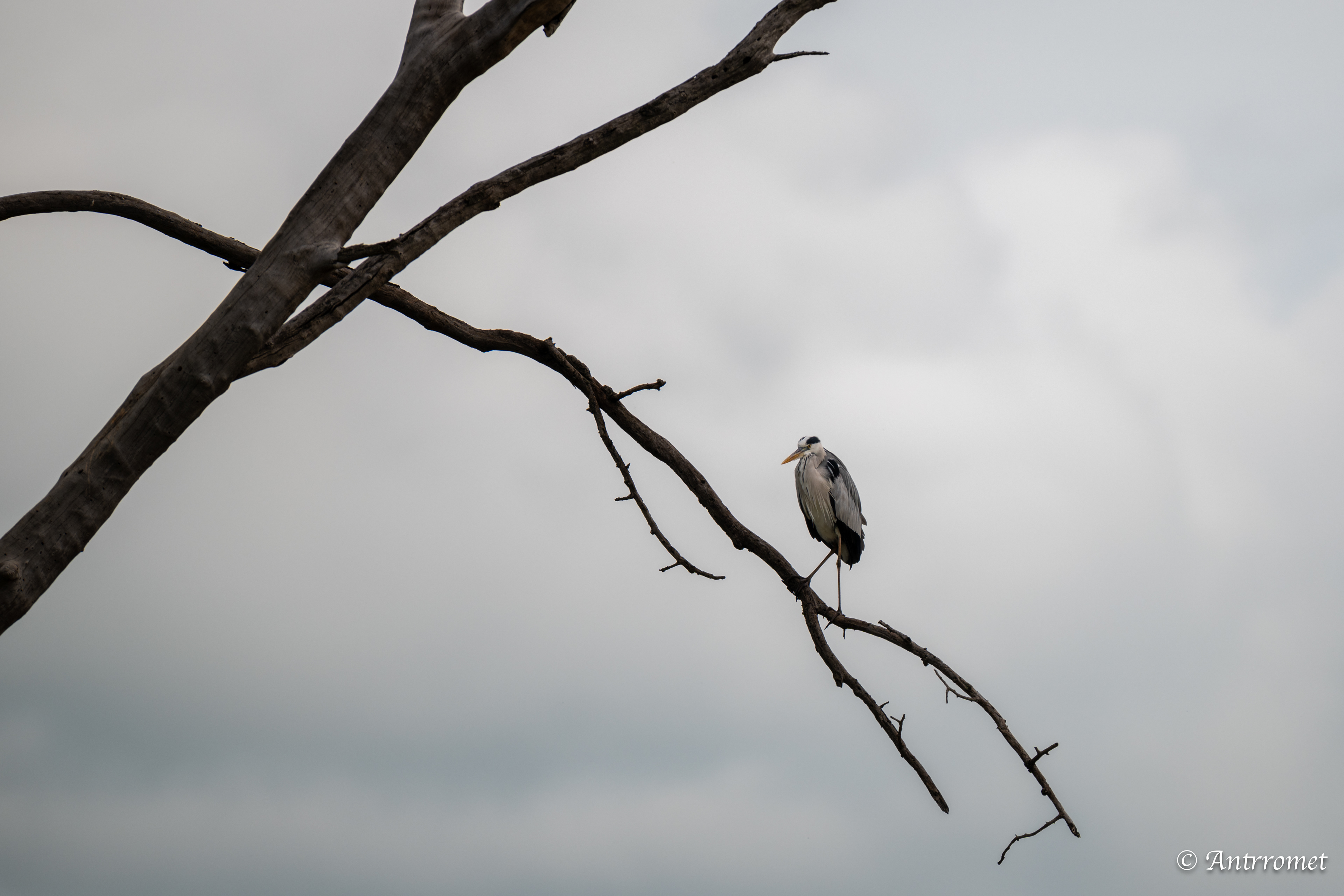 Grey Heron