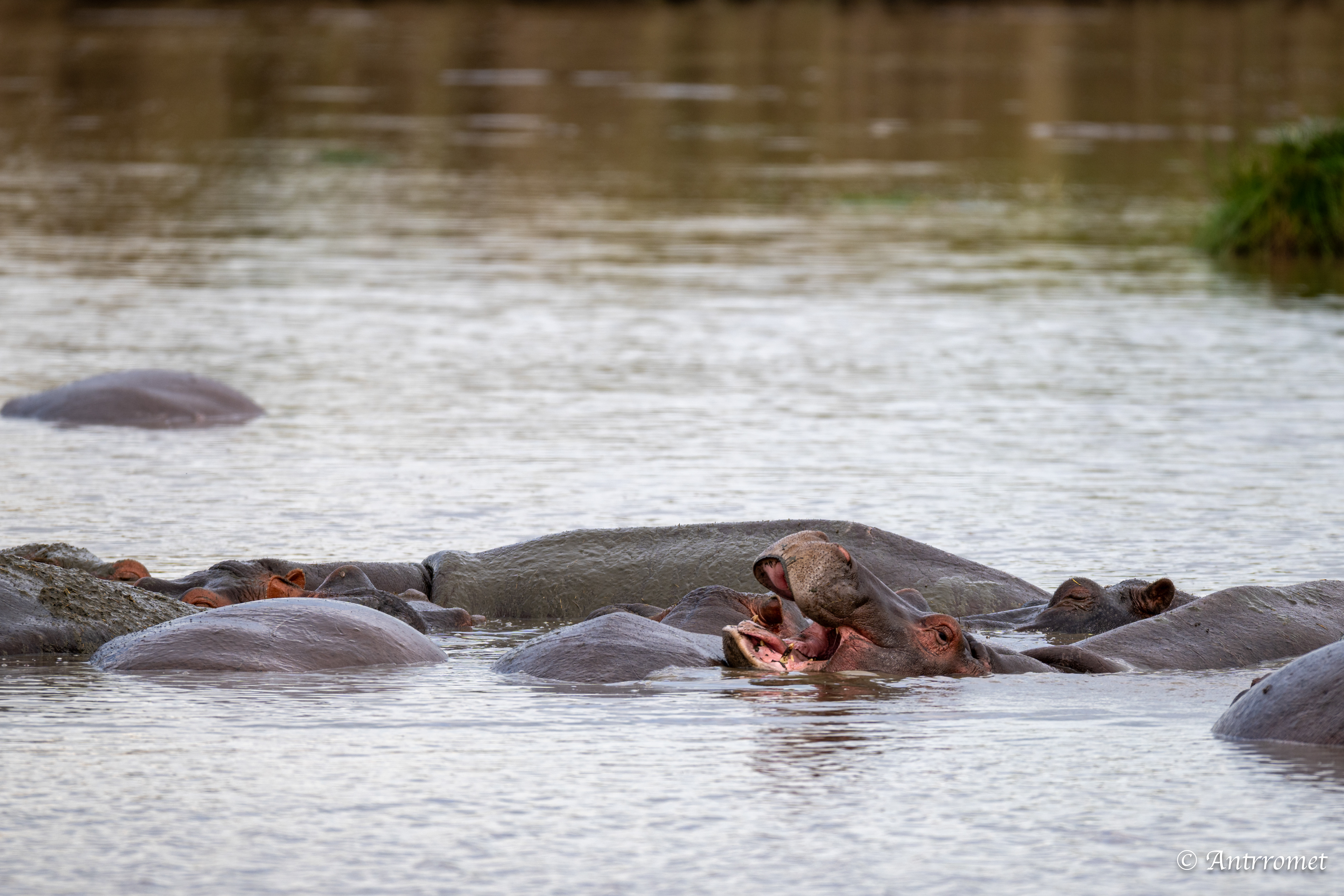 Hippopotamuses