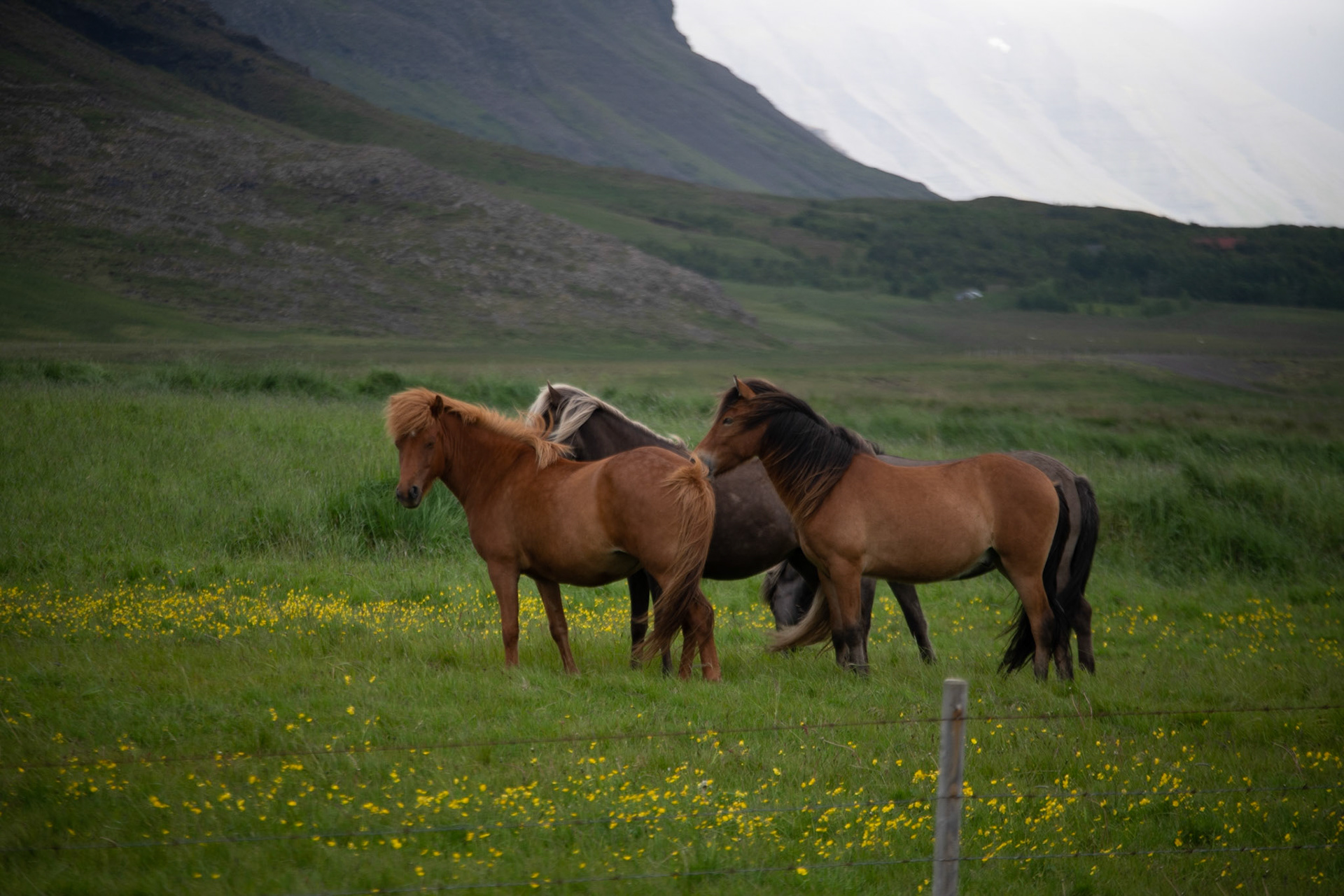 Icelandic horses