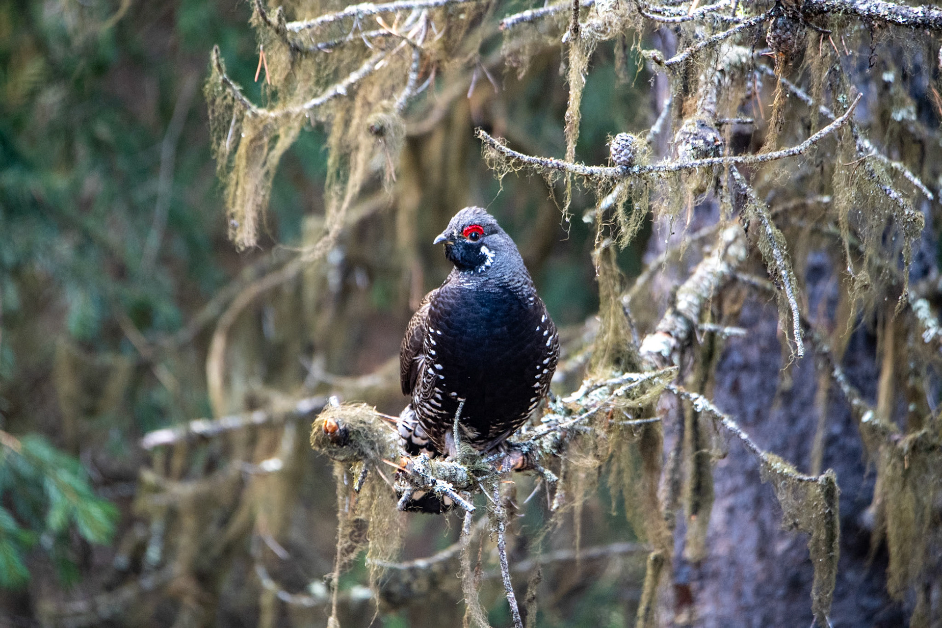 Spruce grouse near Maligne Lake picnic area