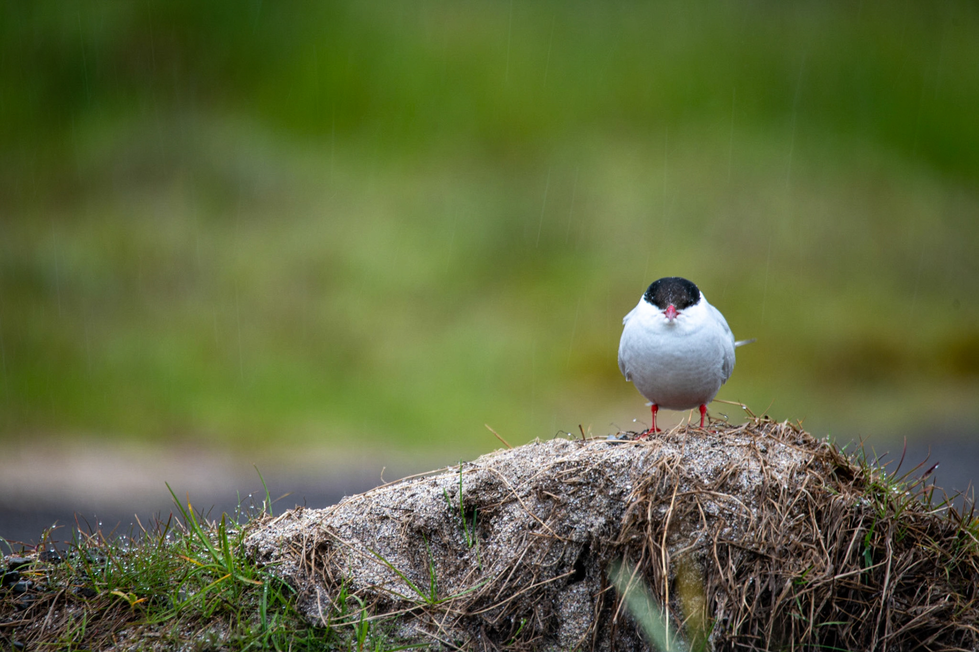 Arctic tern