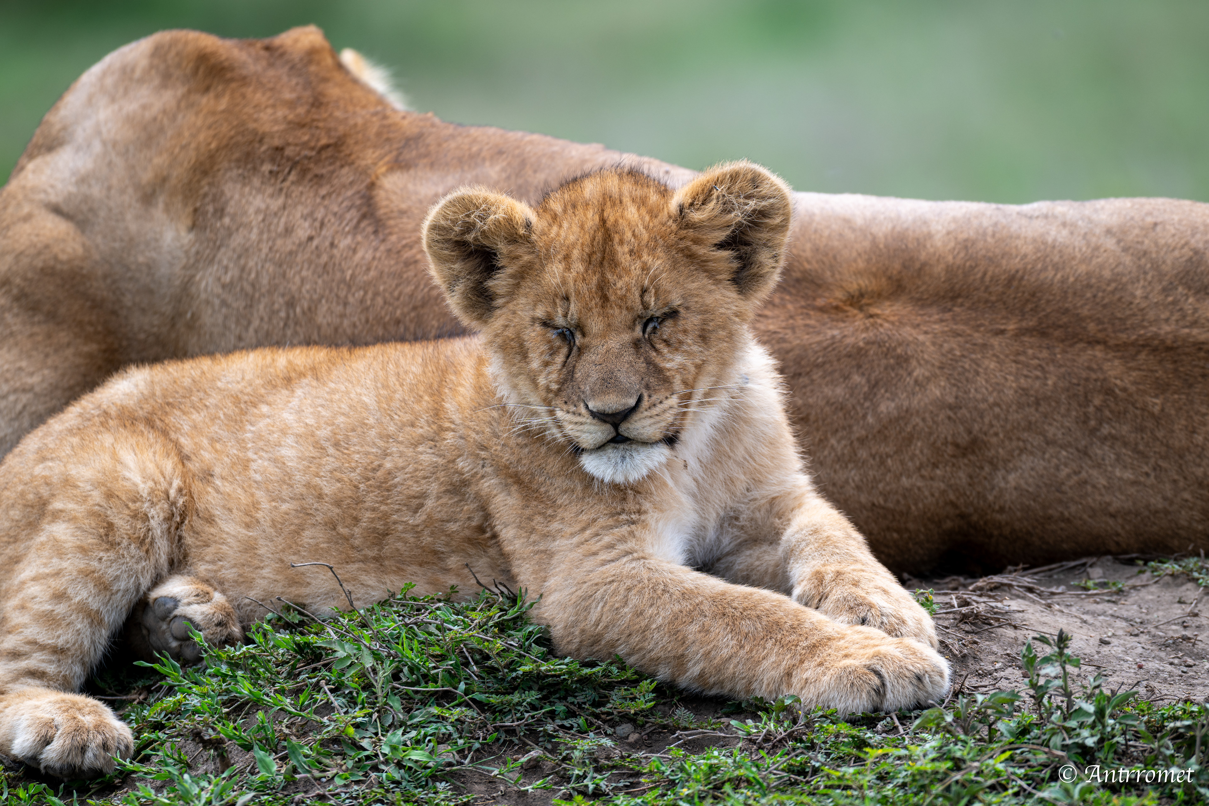 Lion cub with its mom