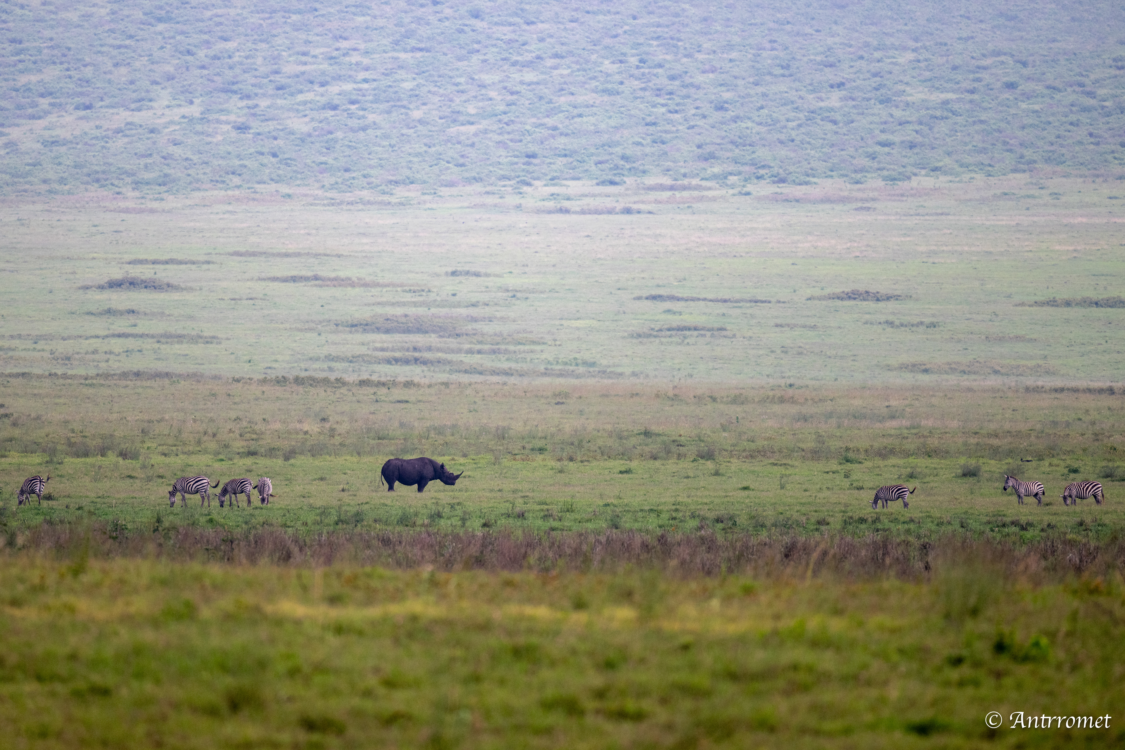 Black Rhinoceros with zebras