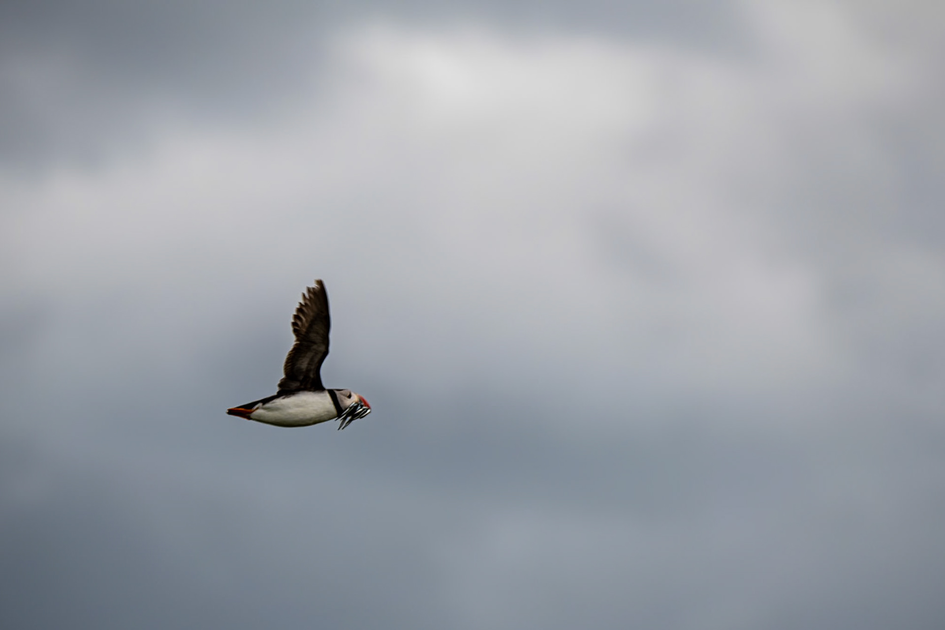 Puffin with sand eels, Farne Islands