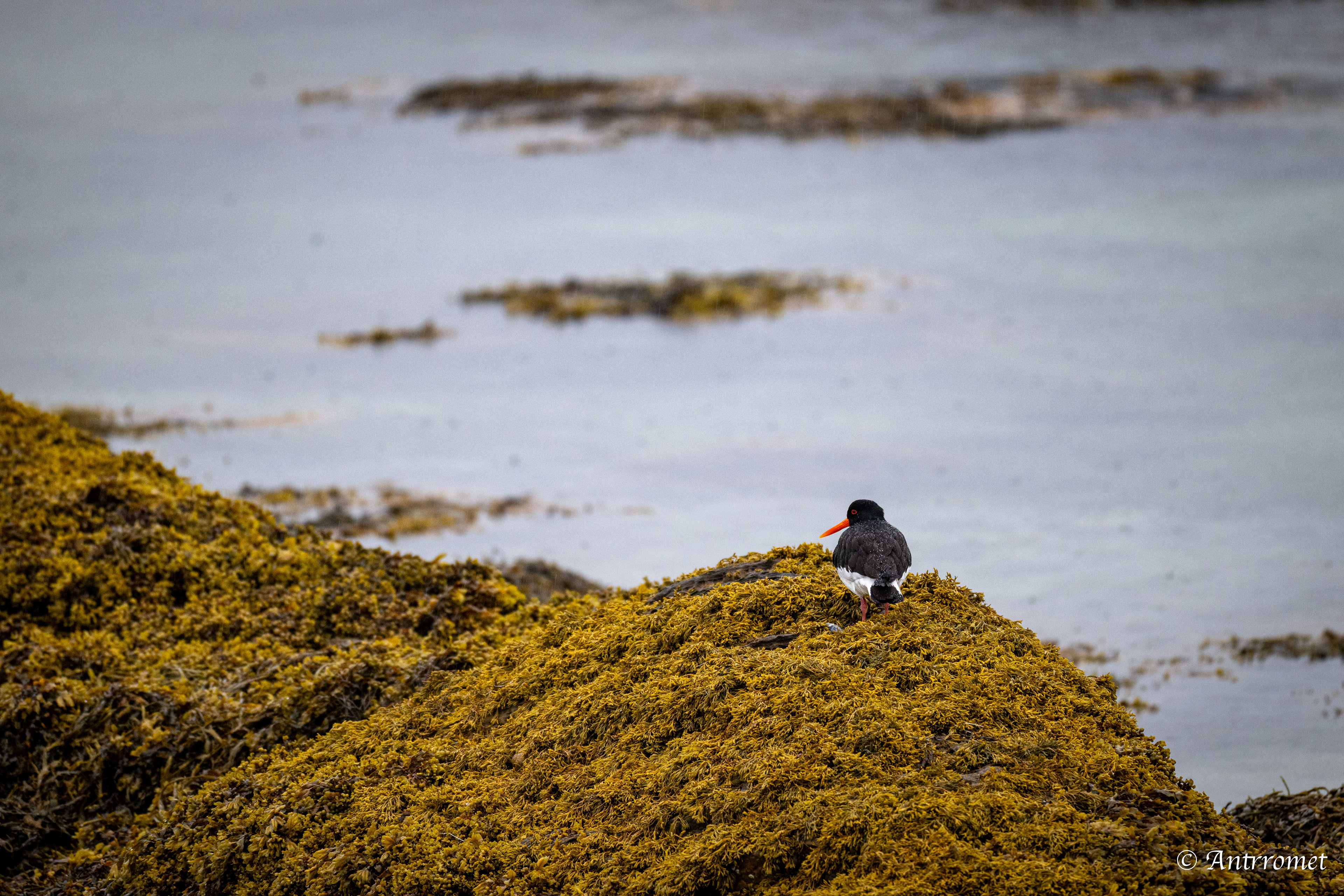 Oyster catcher at Godøystraumen rasteplass