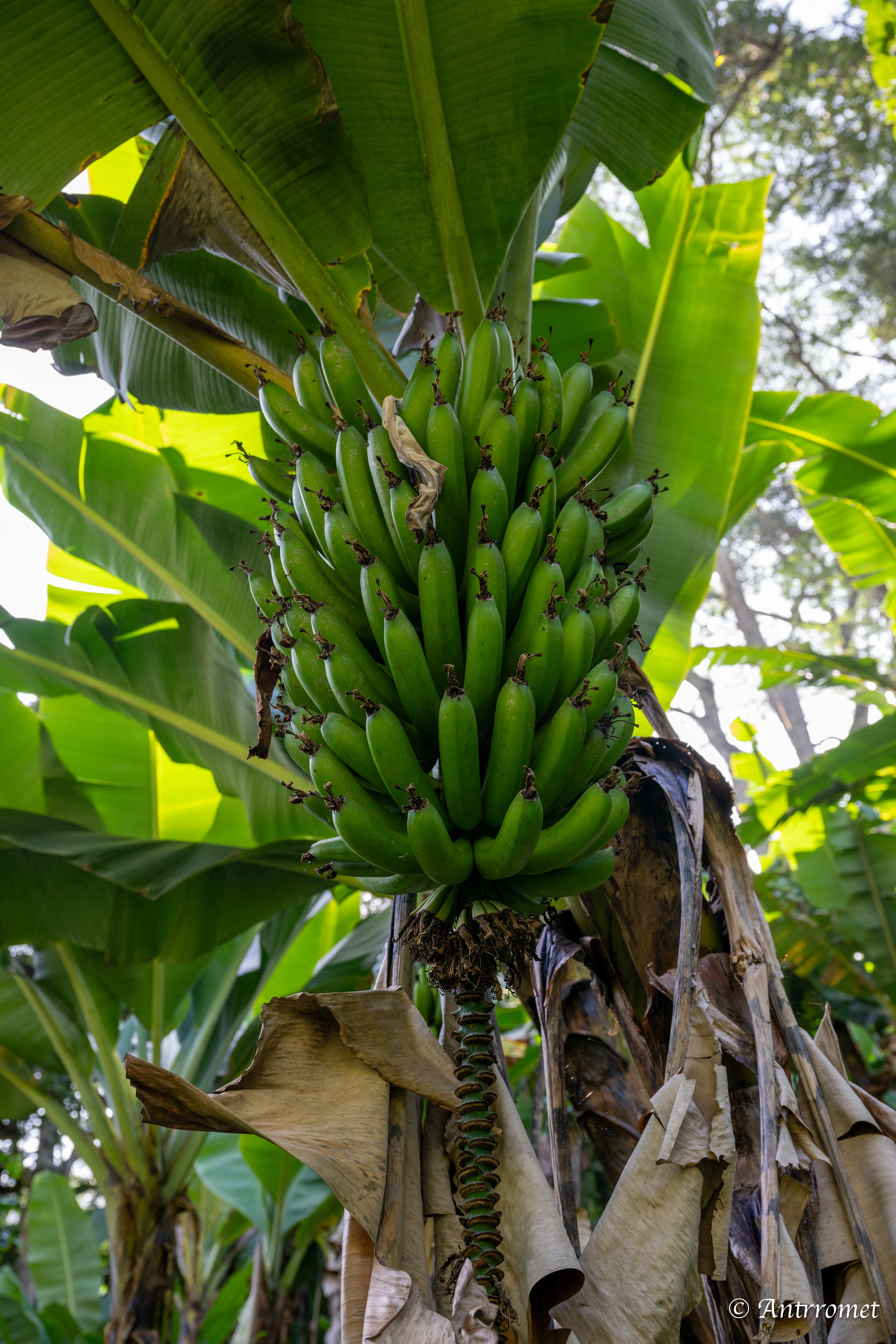 Banana plantations in Materuni village