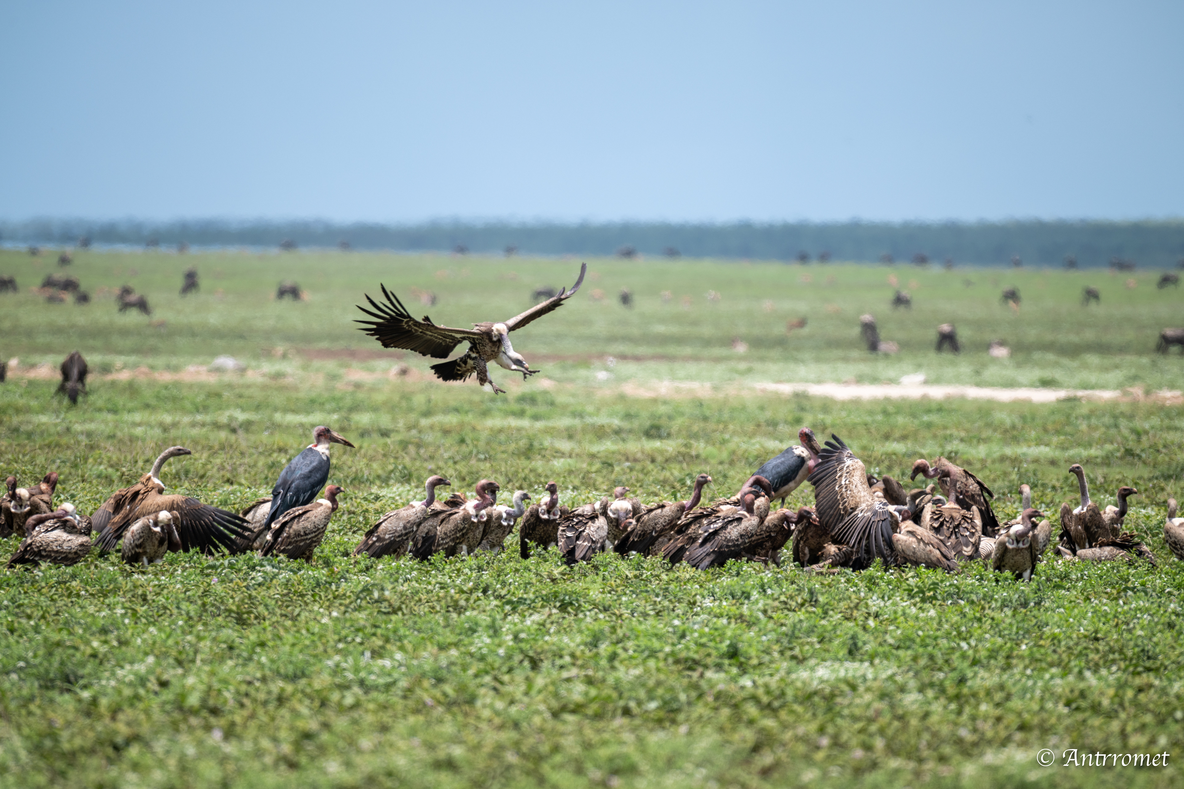 Vultures and storks eating a dead zebra