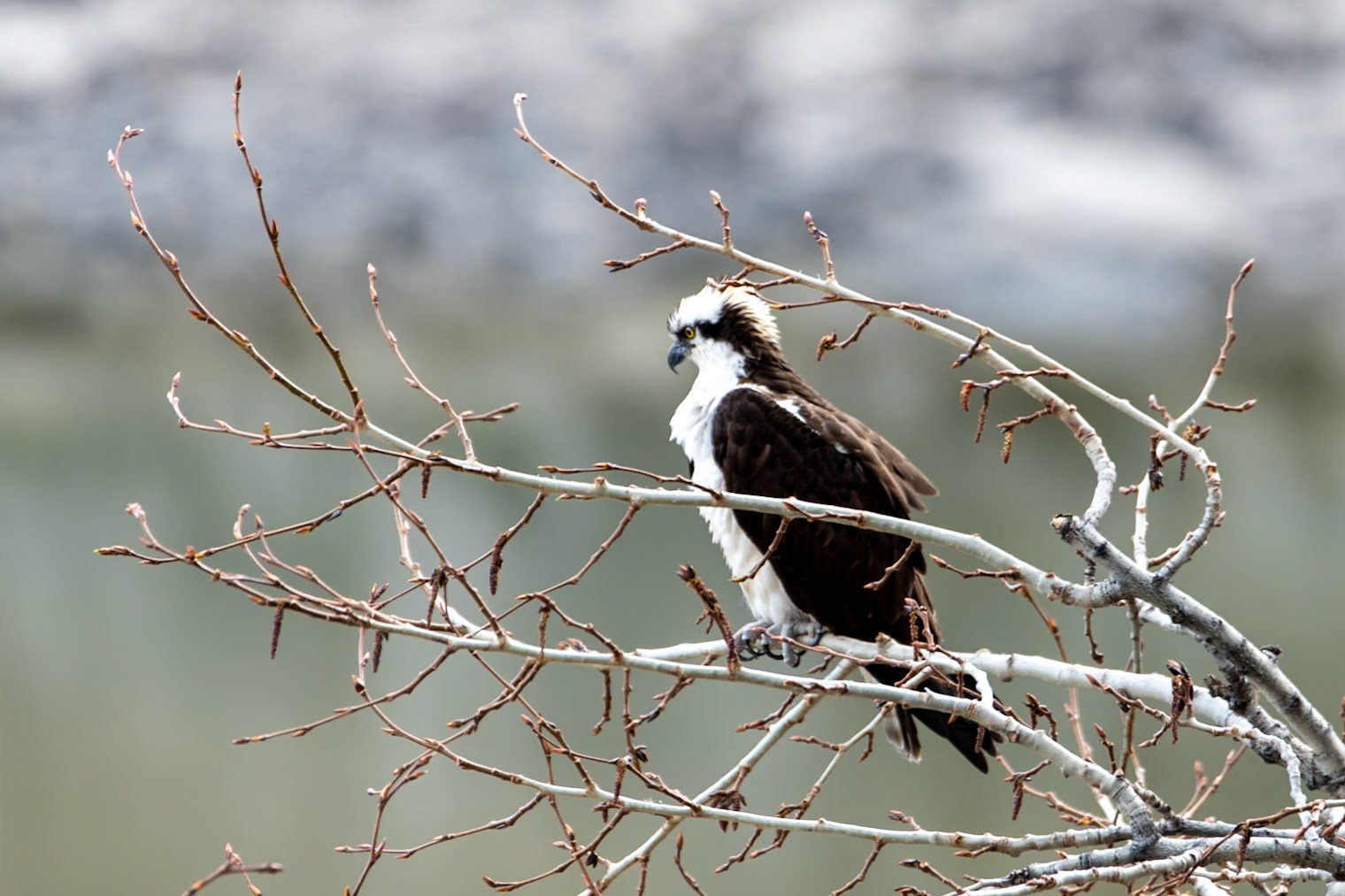 Osprey at Medicine Lake Lookout