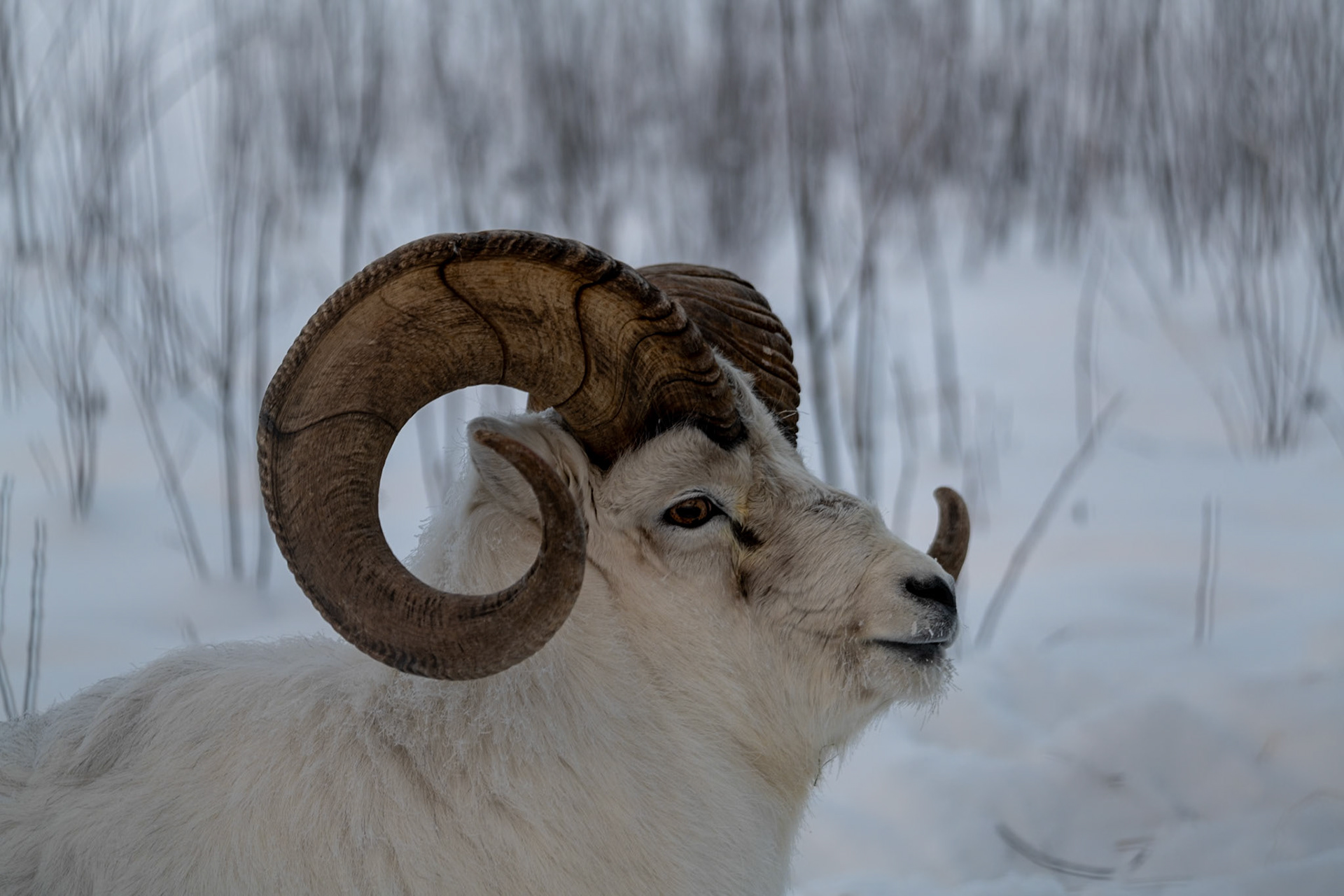 Bighorn sheep at Yukon Wildlife Preserve