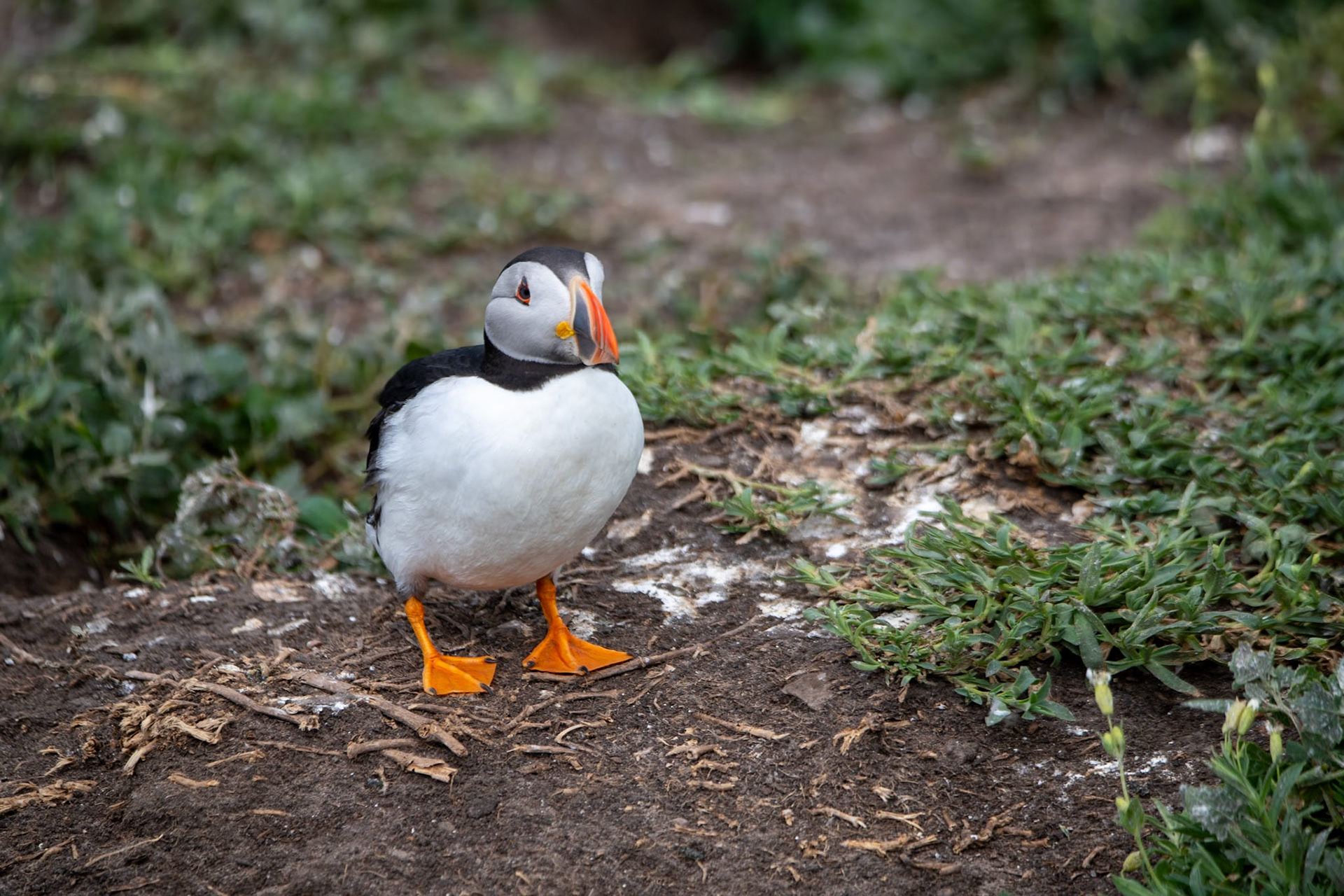 Puffin, Farne Islands