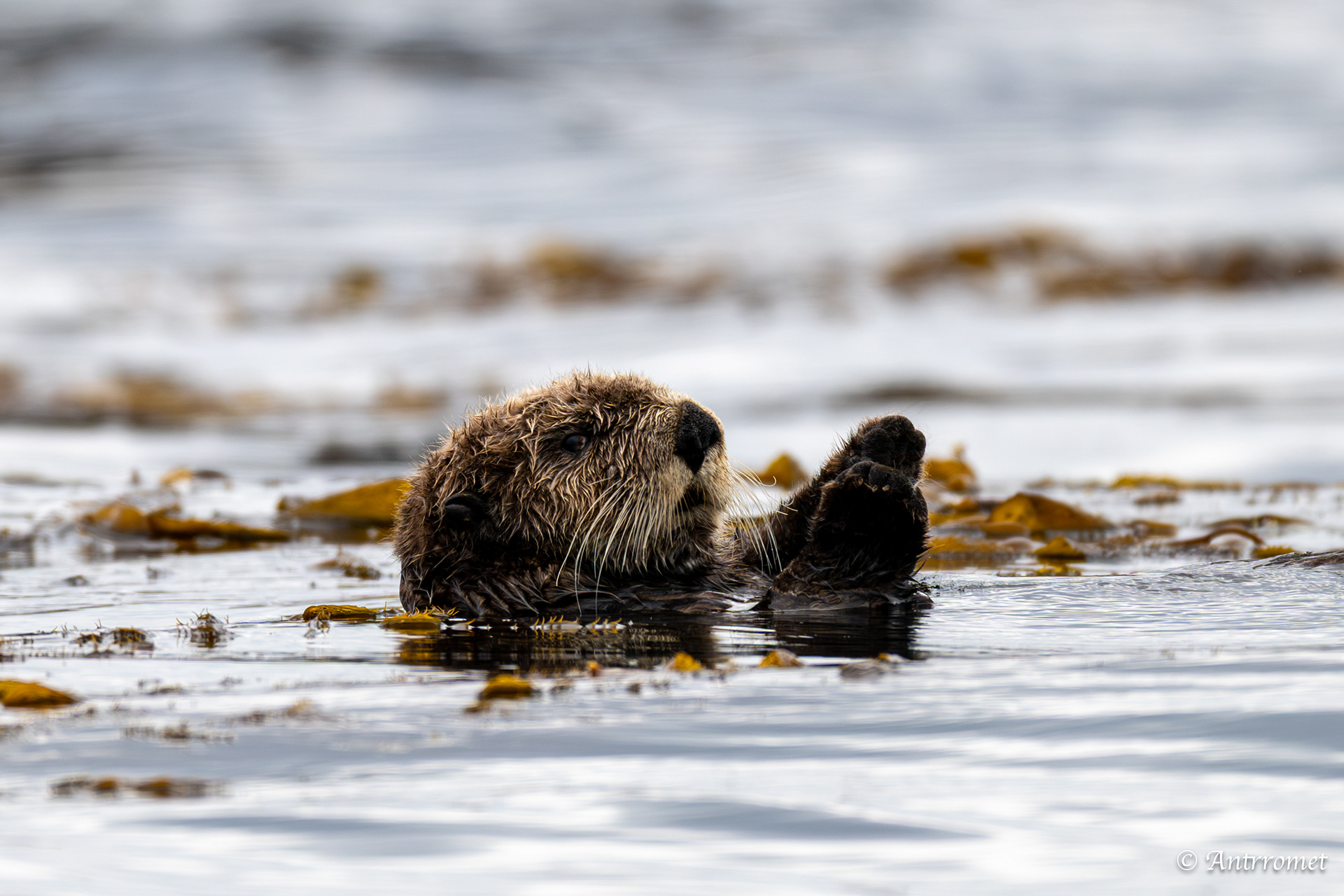 Sea otter