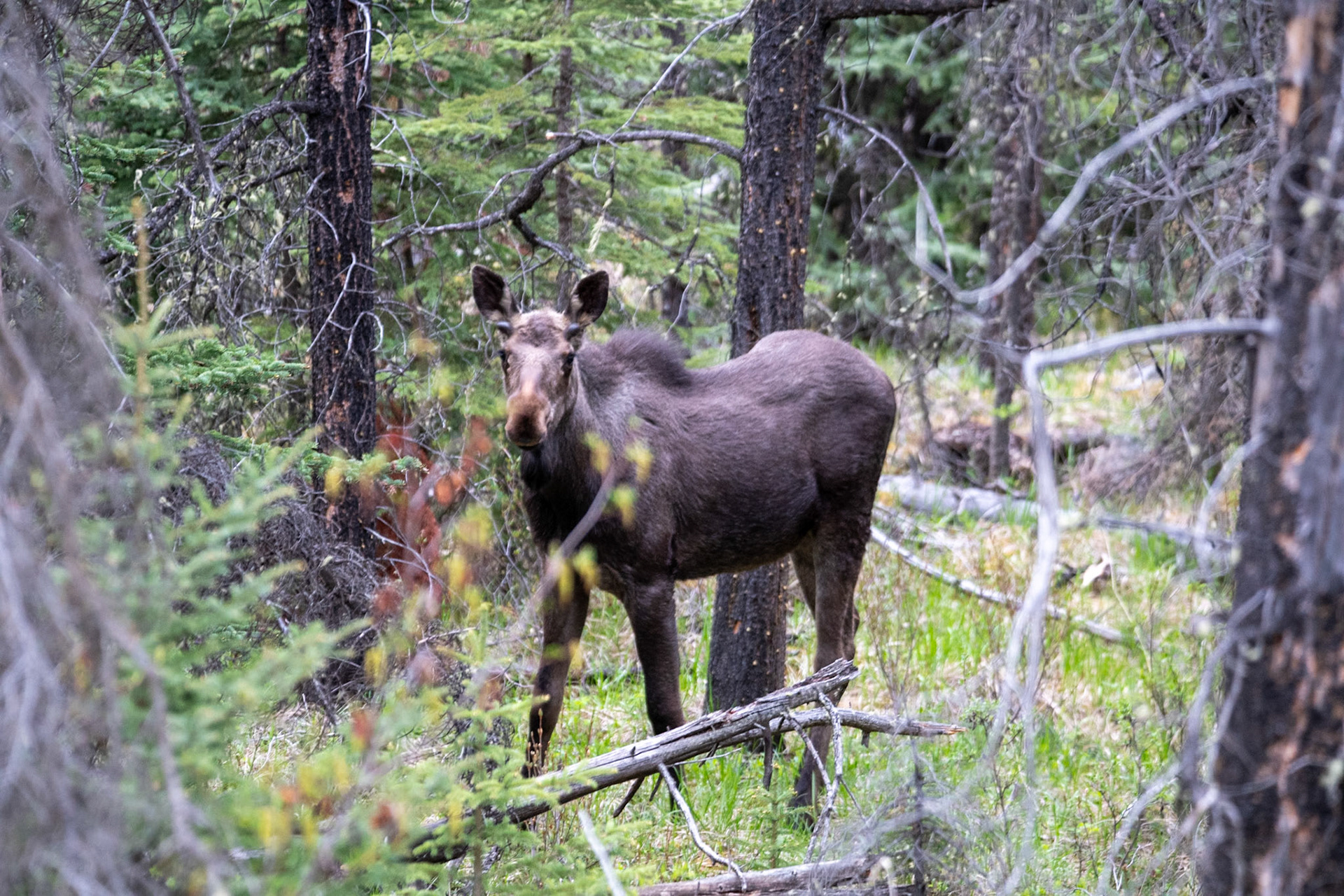 Moose near Marmot Basin road